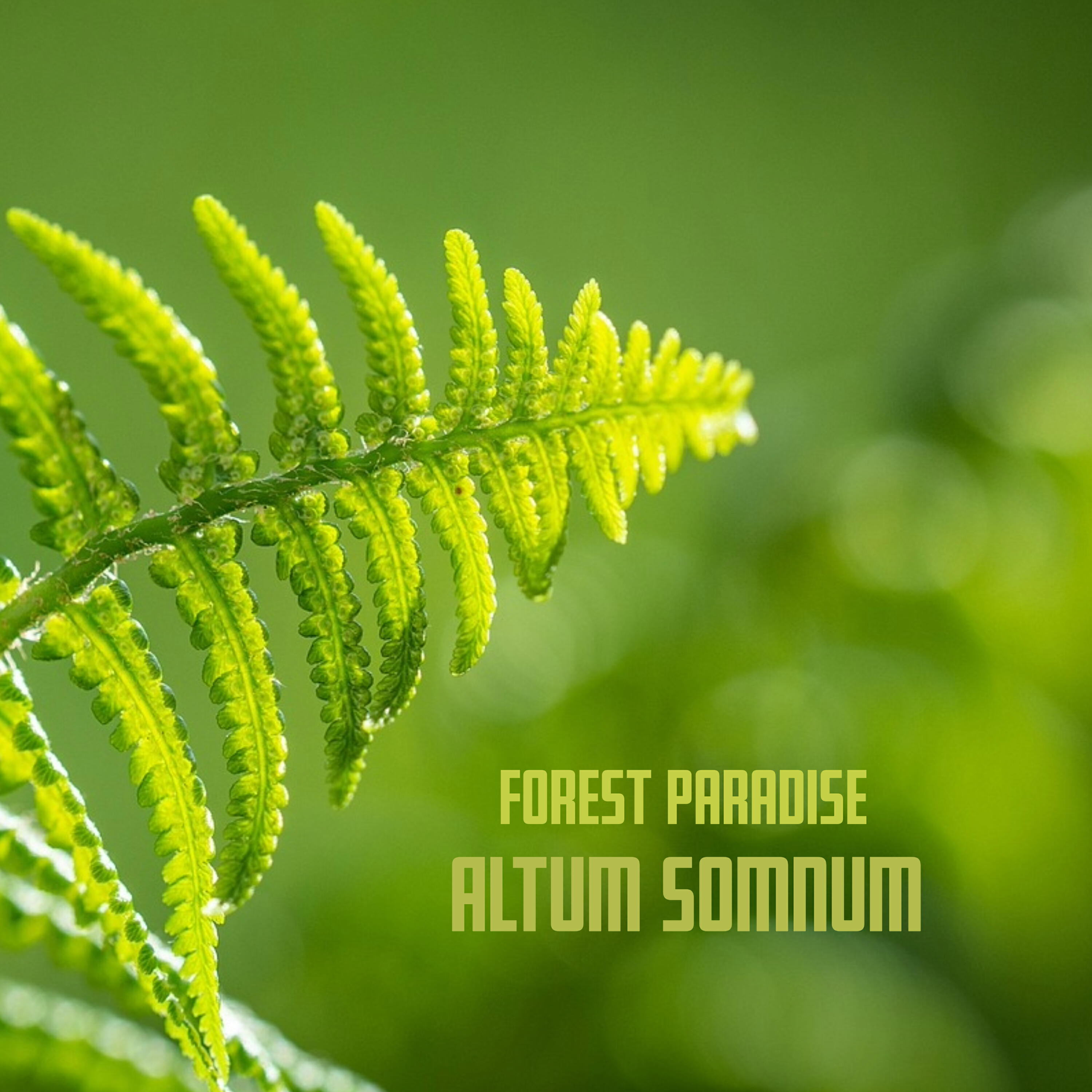 Релиз Forest Paradise