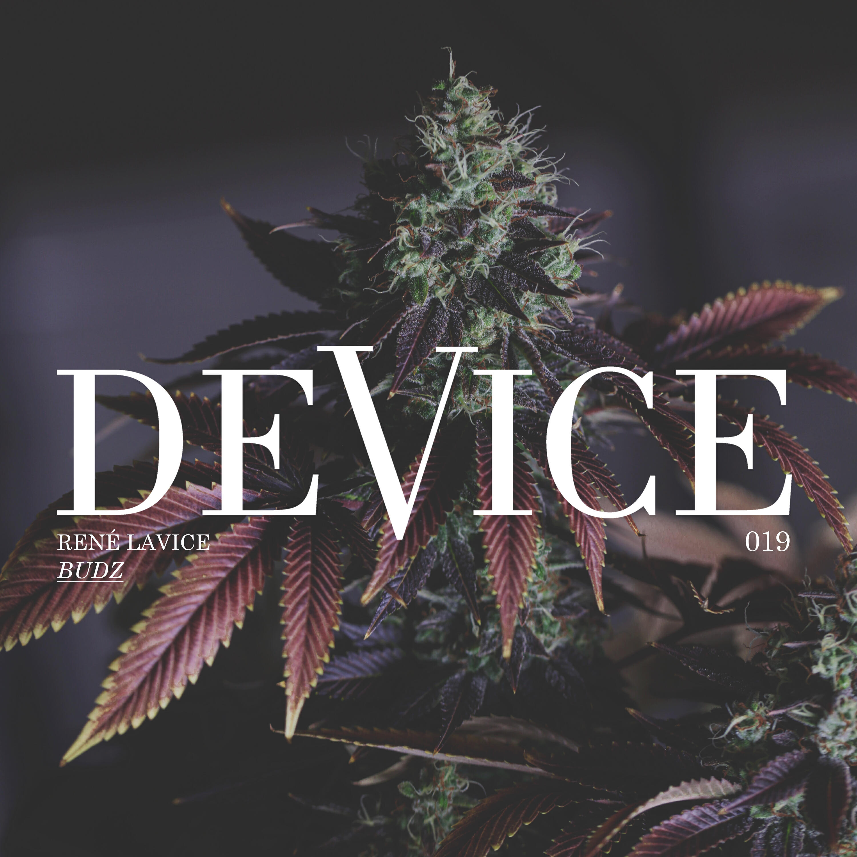 Релиз Budz