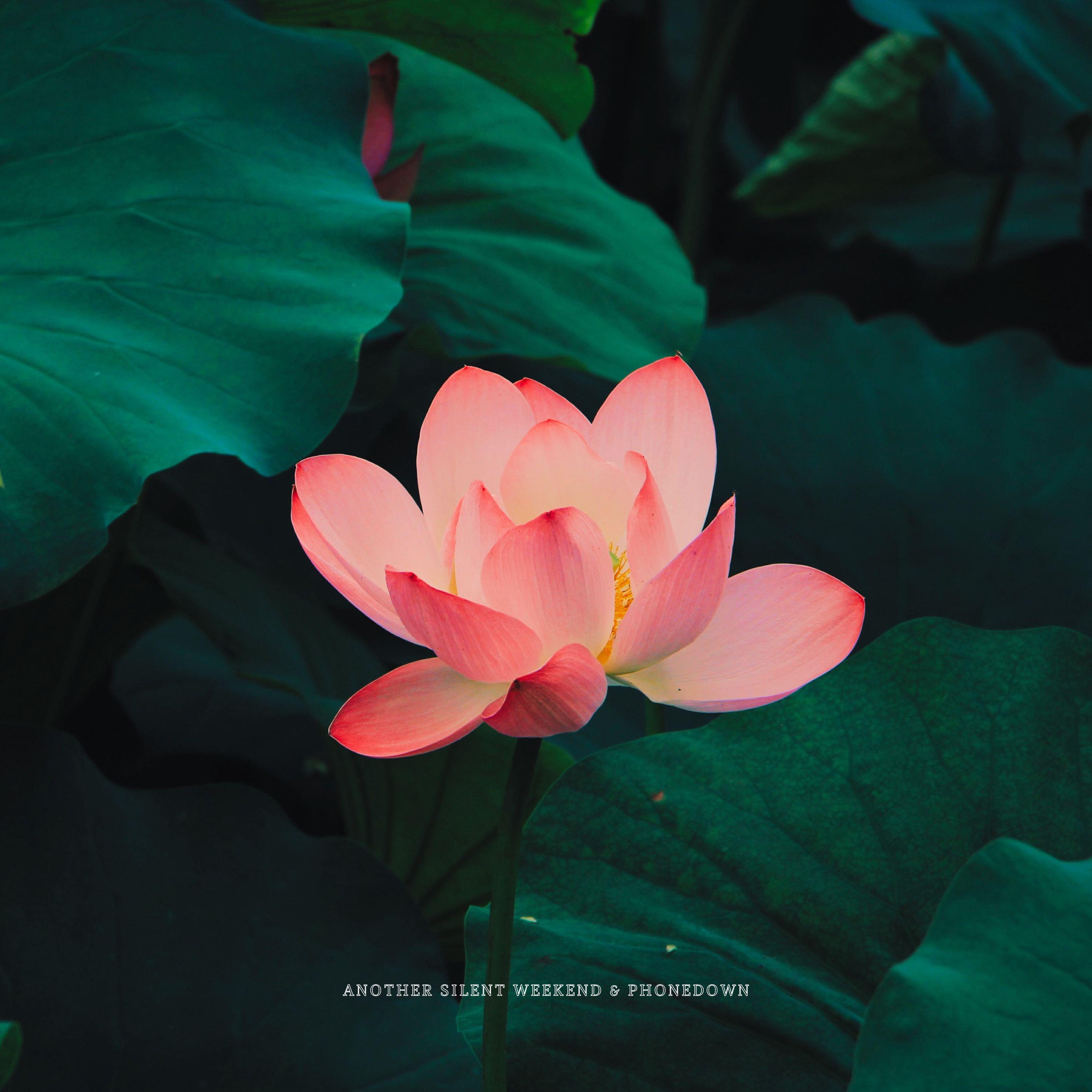 Релиз Lily Pad