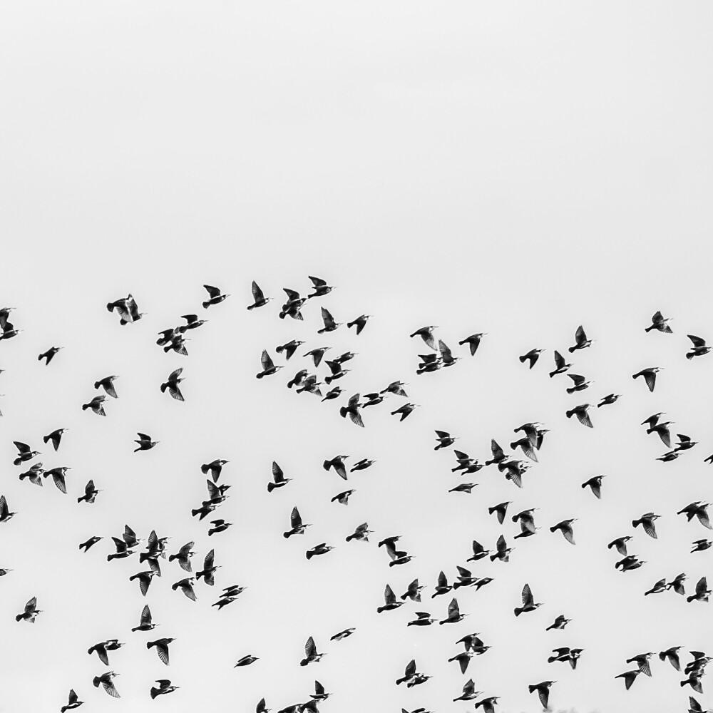 Релиз Vogelsang