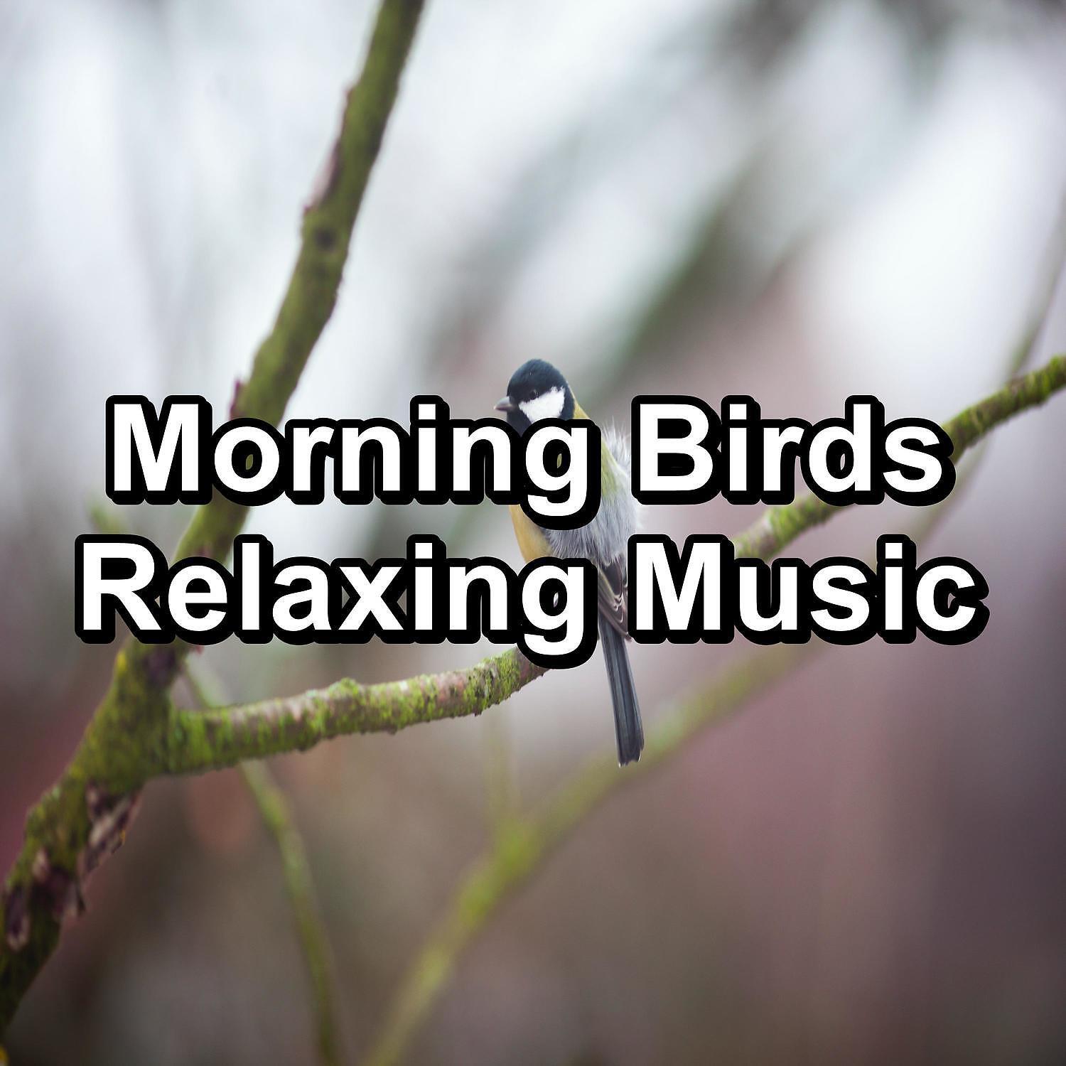 Постер альбома Morning Birds Relaxing Music