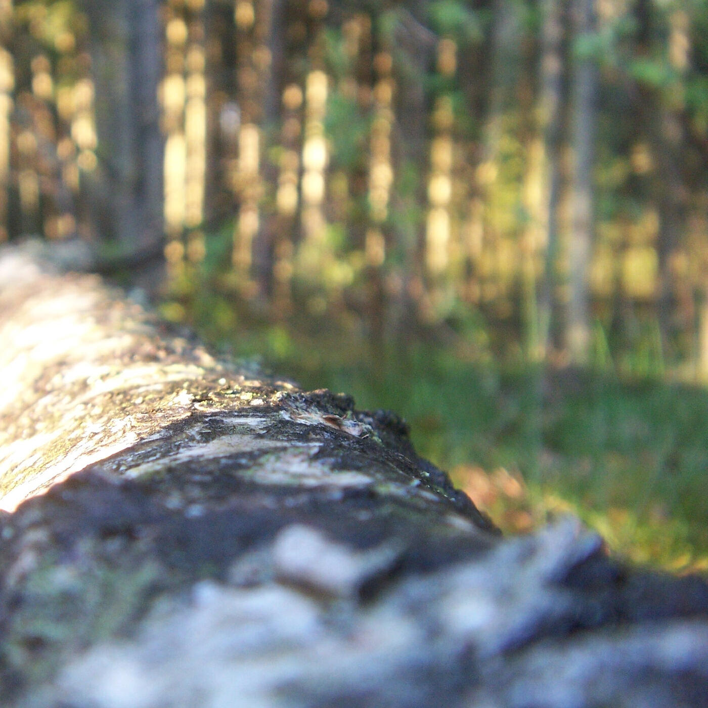Релиз Naturell