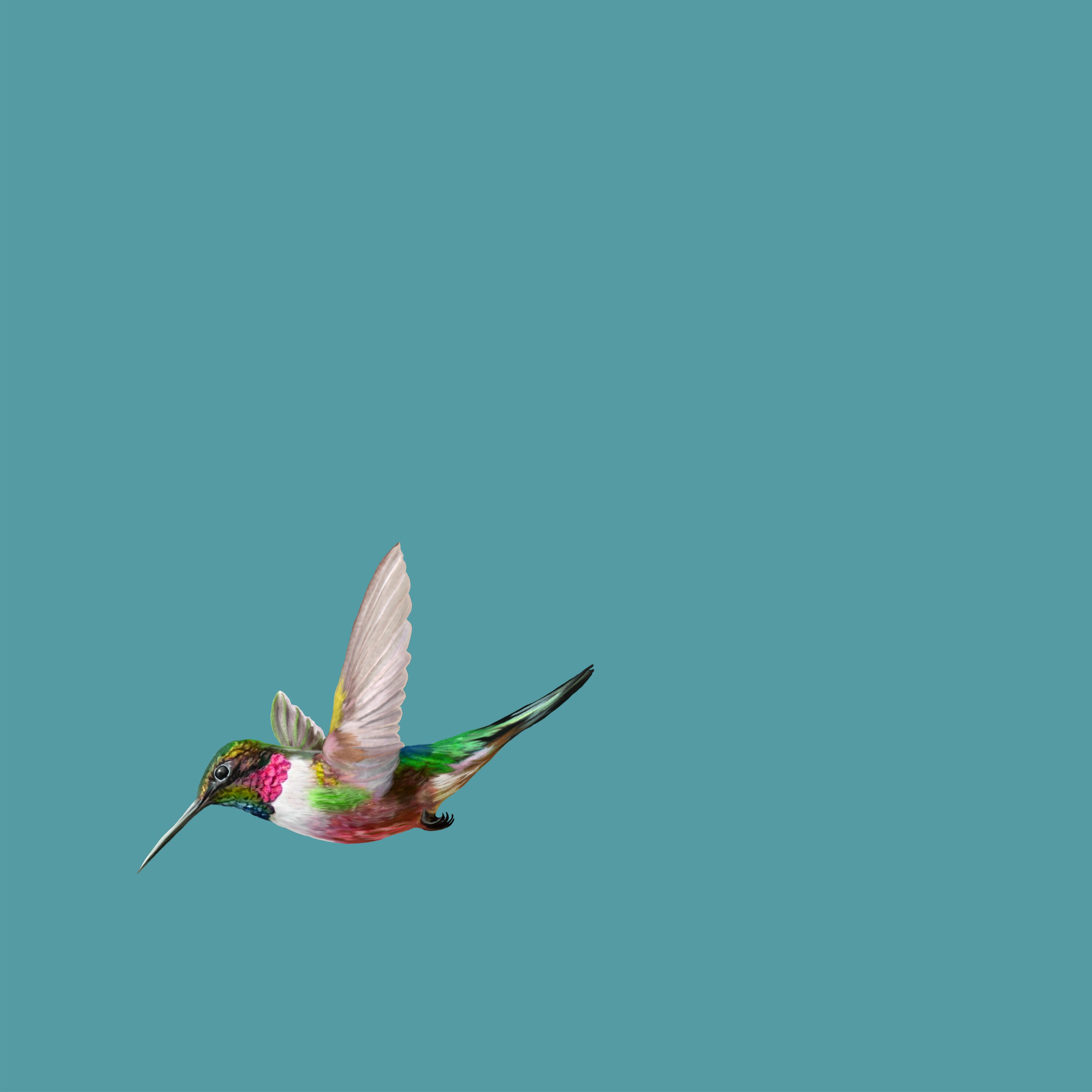 Релиз Flourishing Views