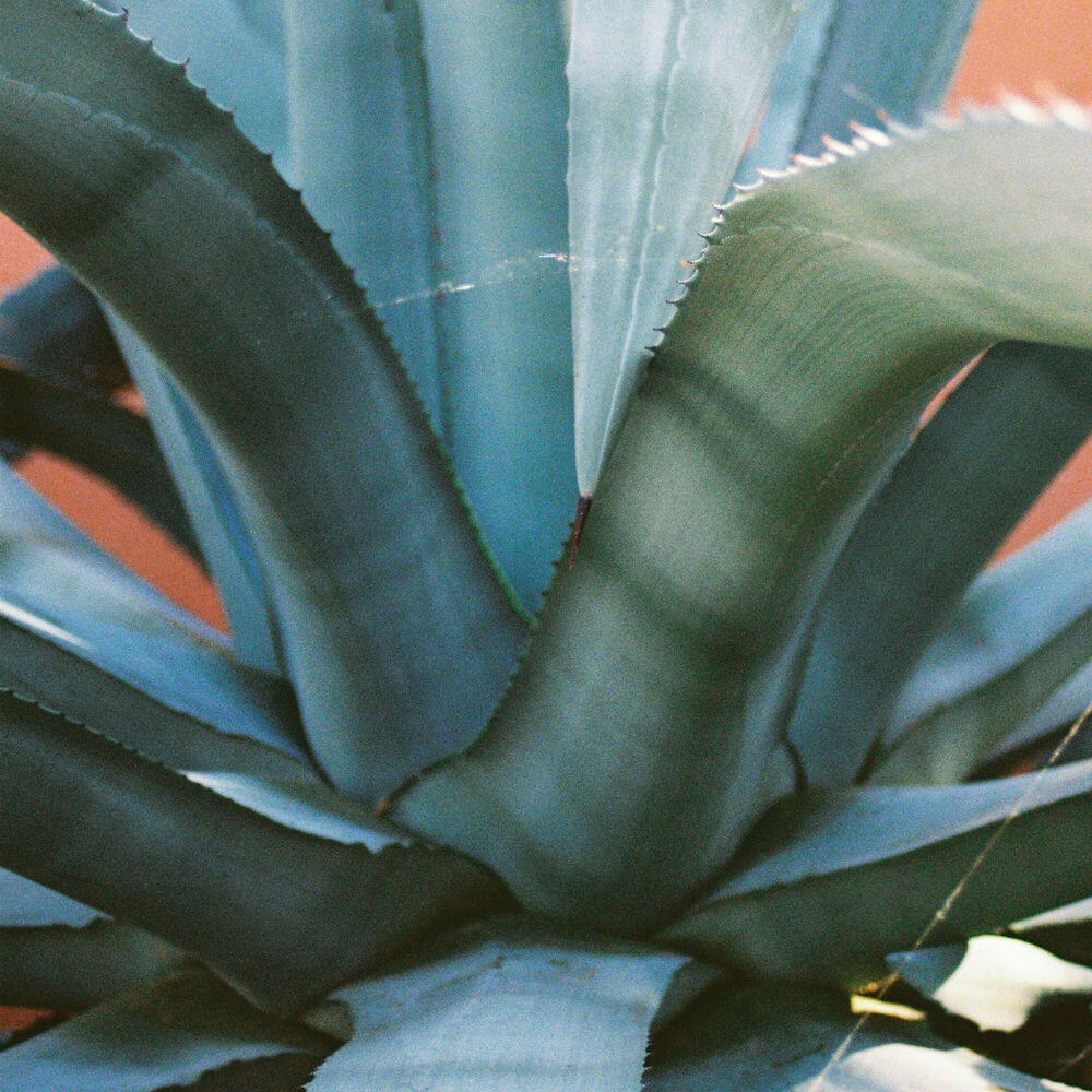 Релиз Agave