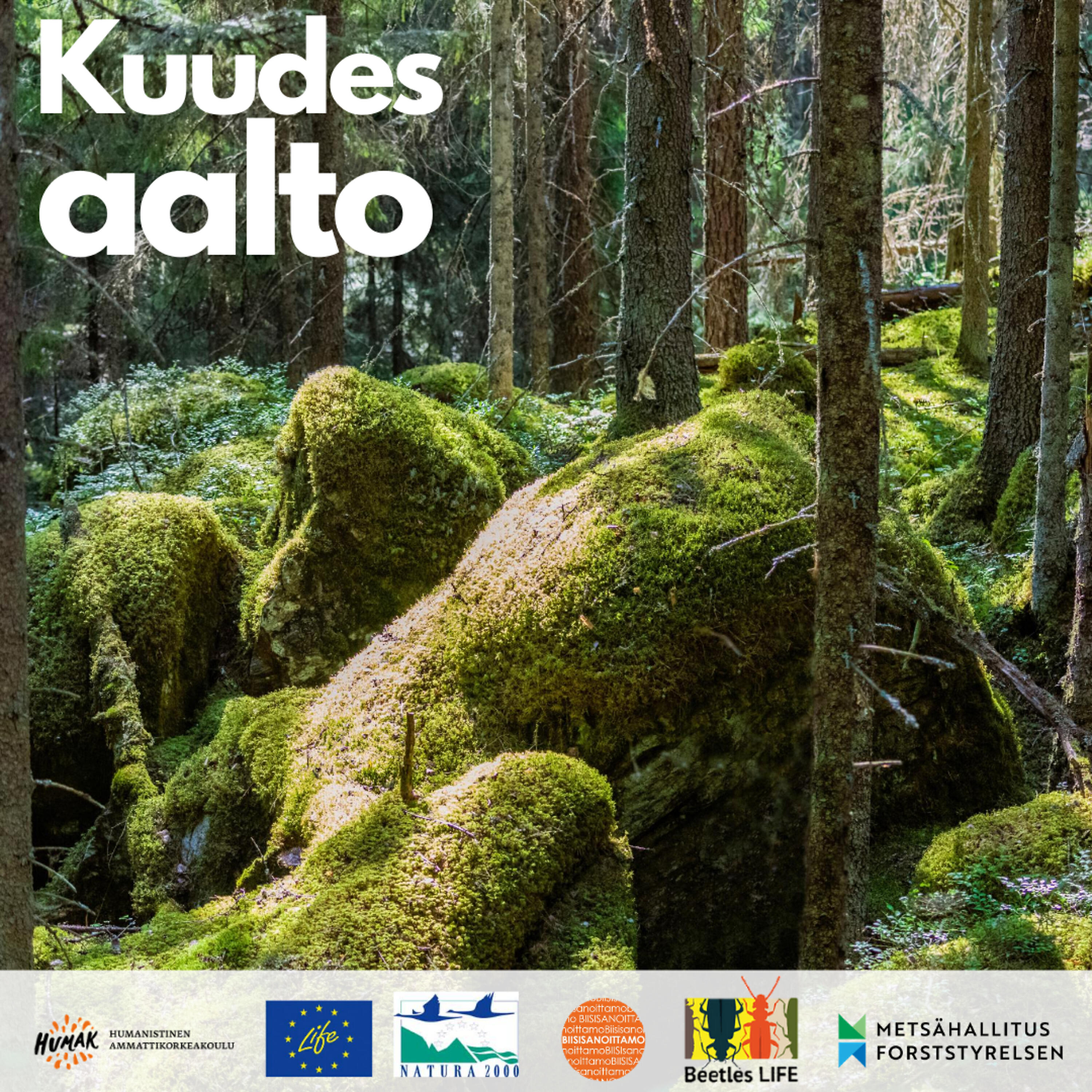 Релиз Kuudes aalto