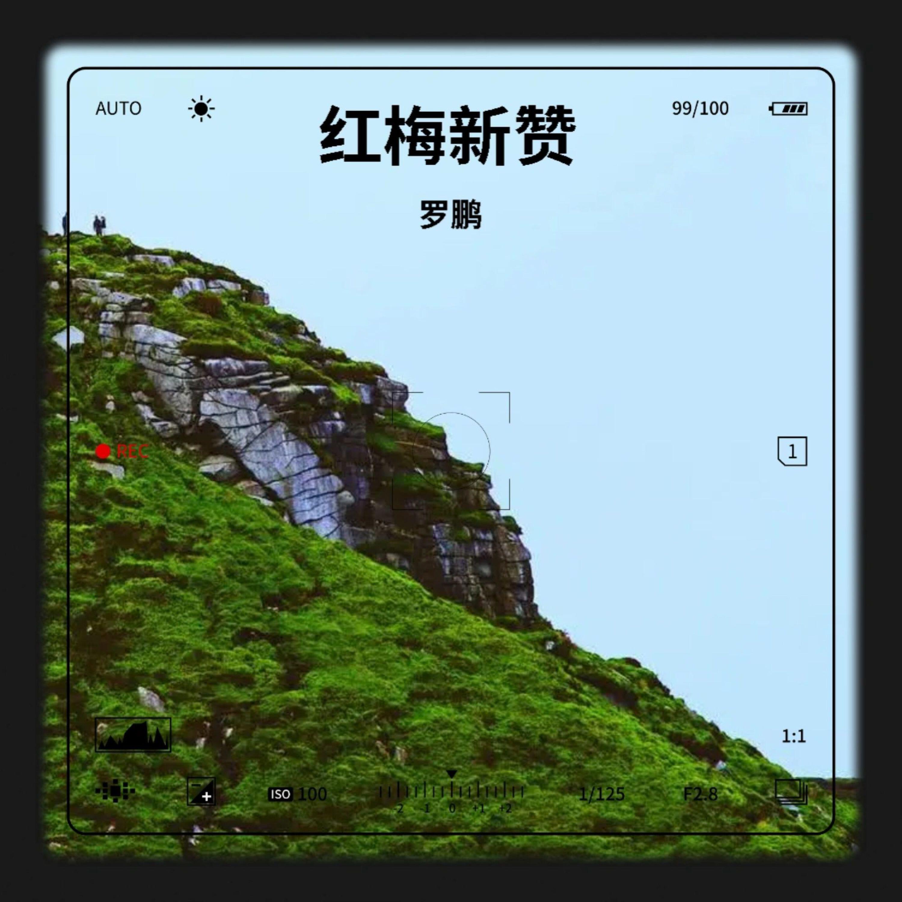 Релиз 新红梅赞