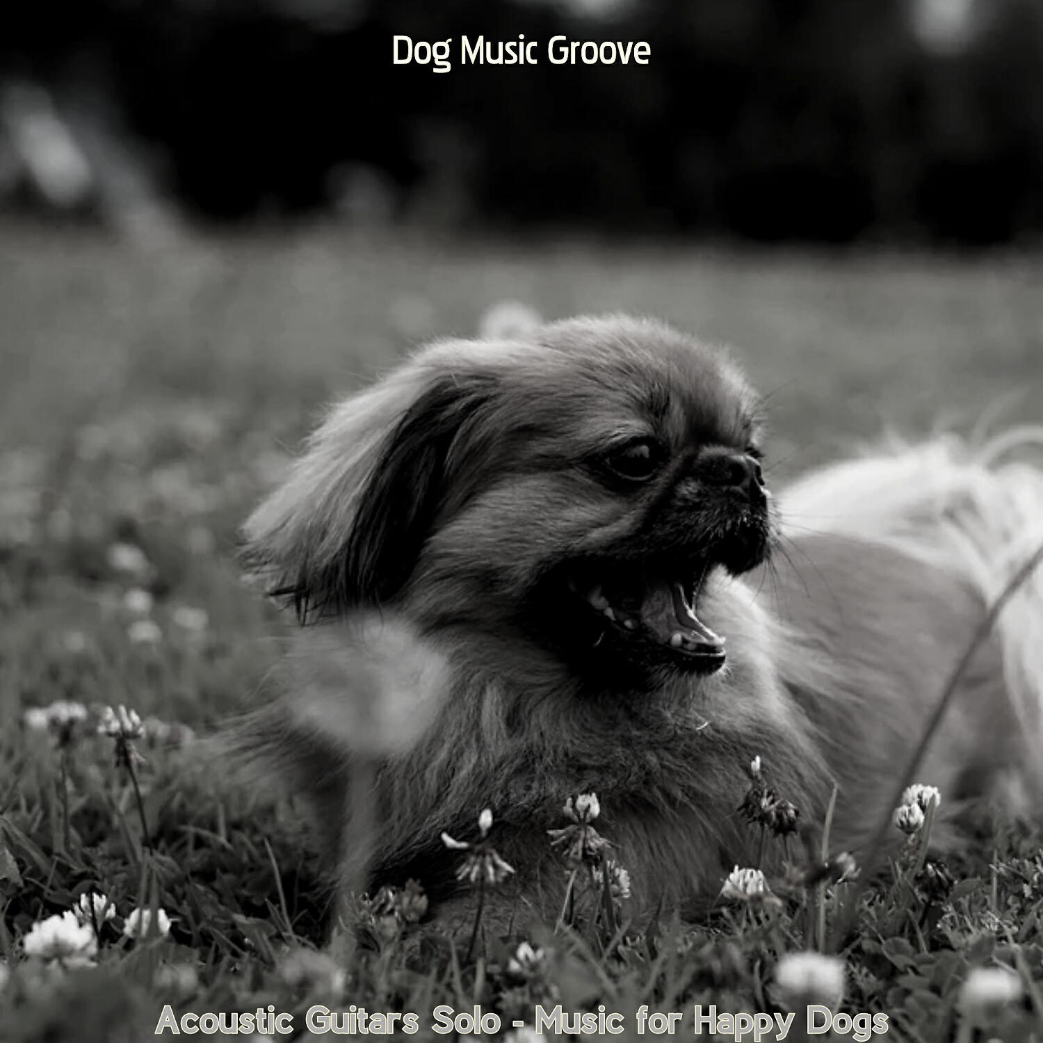 Релиз Acoustic Guitars Solo - Music for Happy Dogs