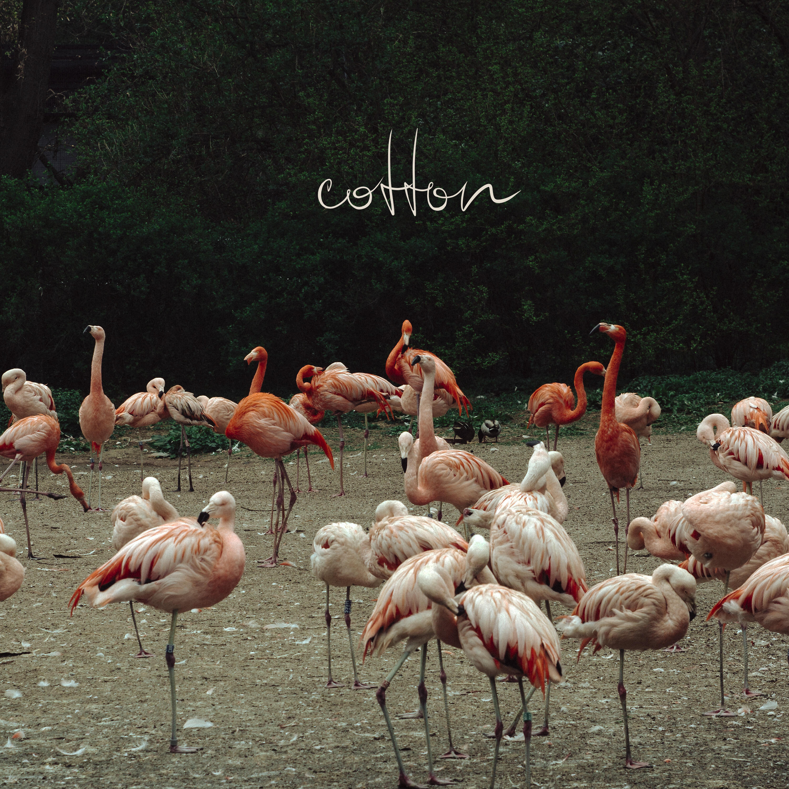 Релиз Cotton