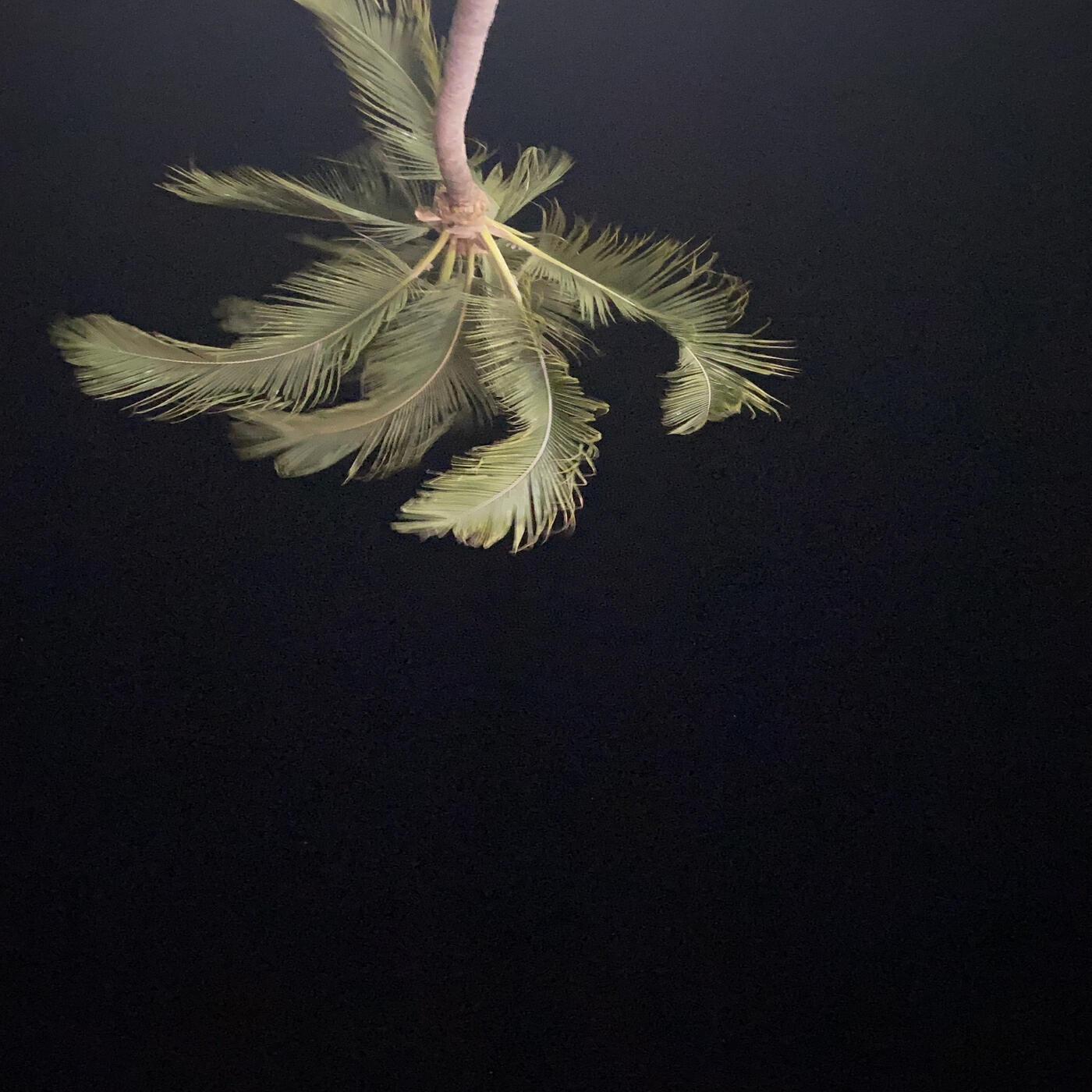 Релиз Palm Trees