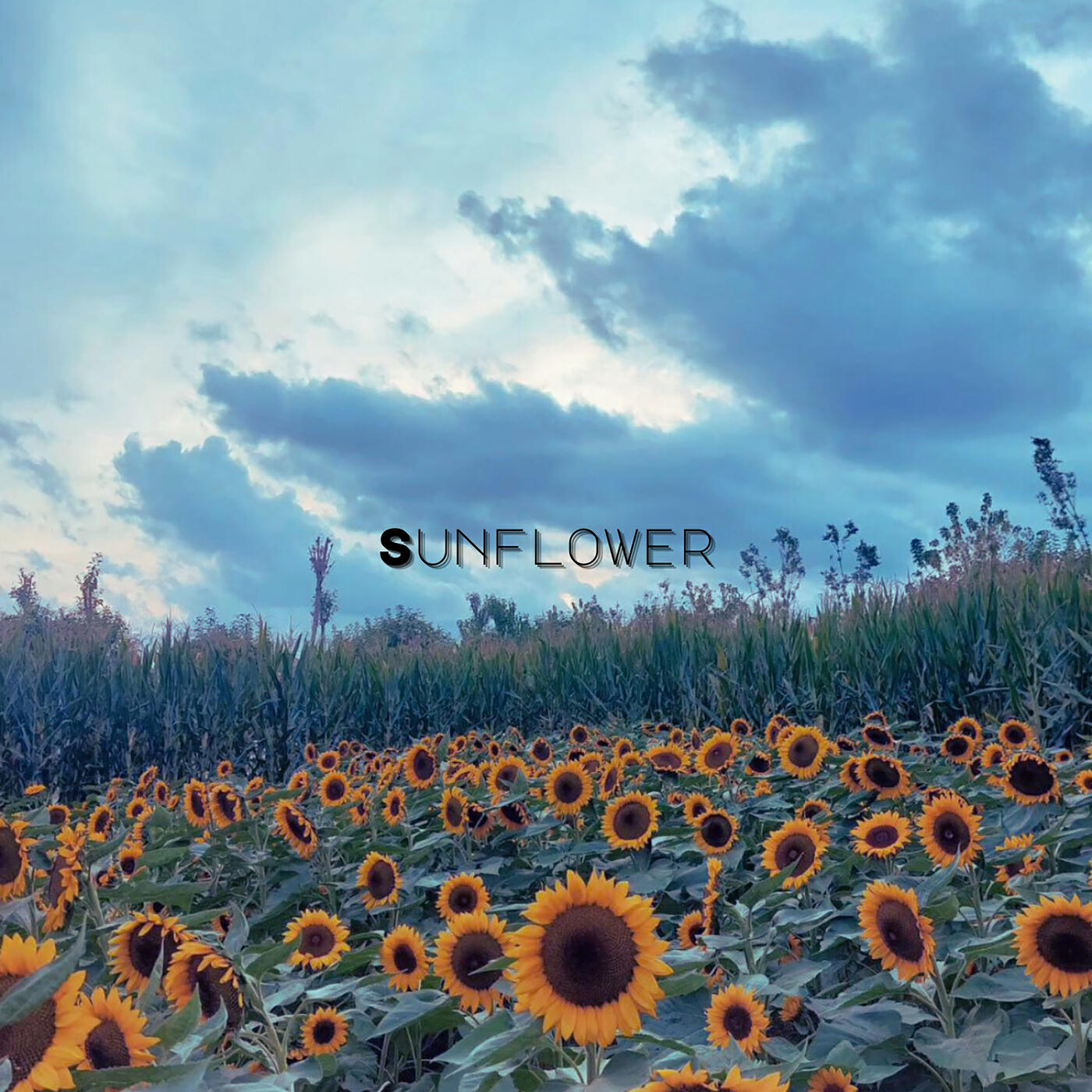 Релиз Sunflower