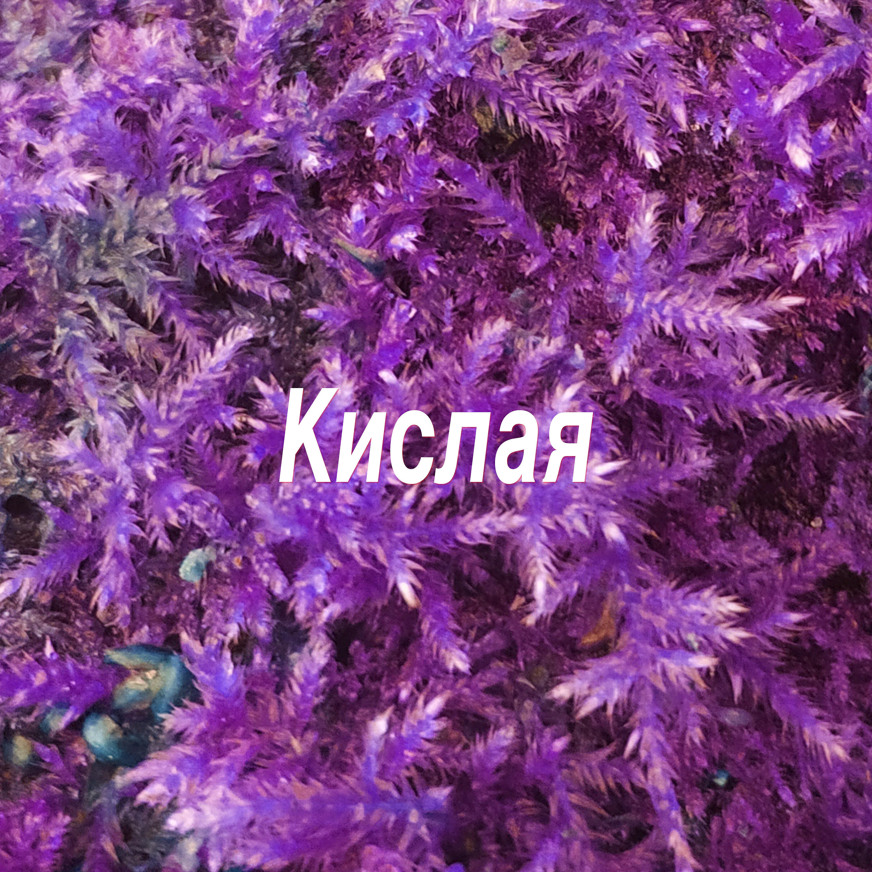 Релиз Кислая