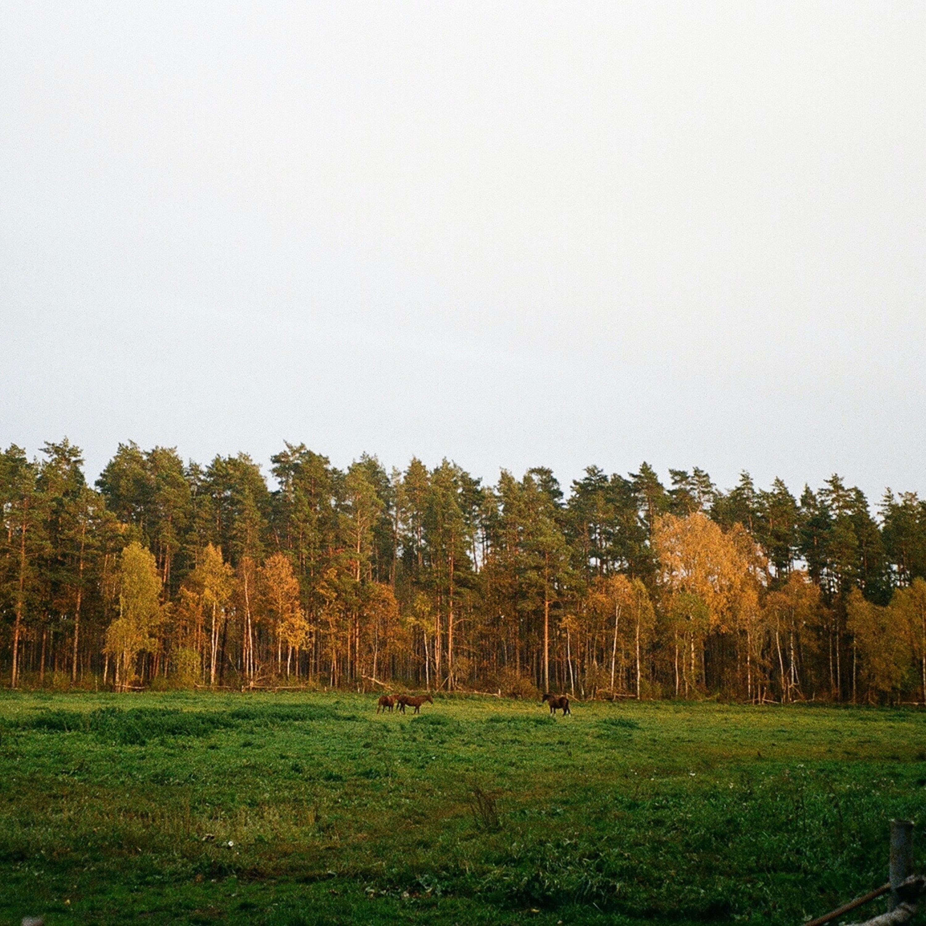 Релиз Sweet Grass