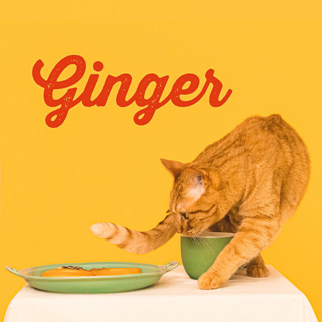 Релиз Ginger