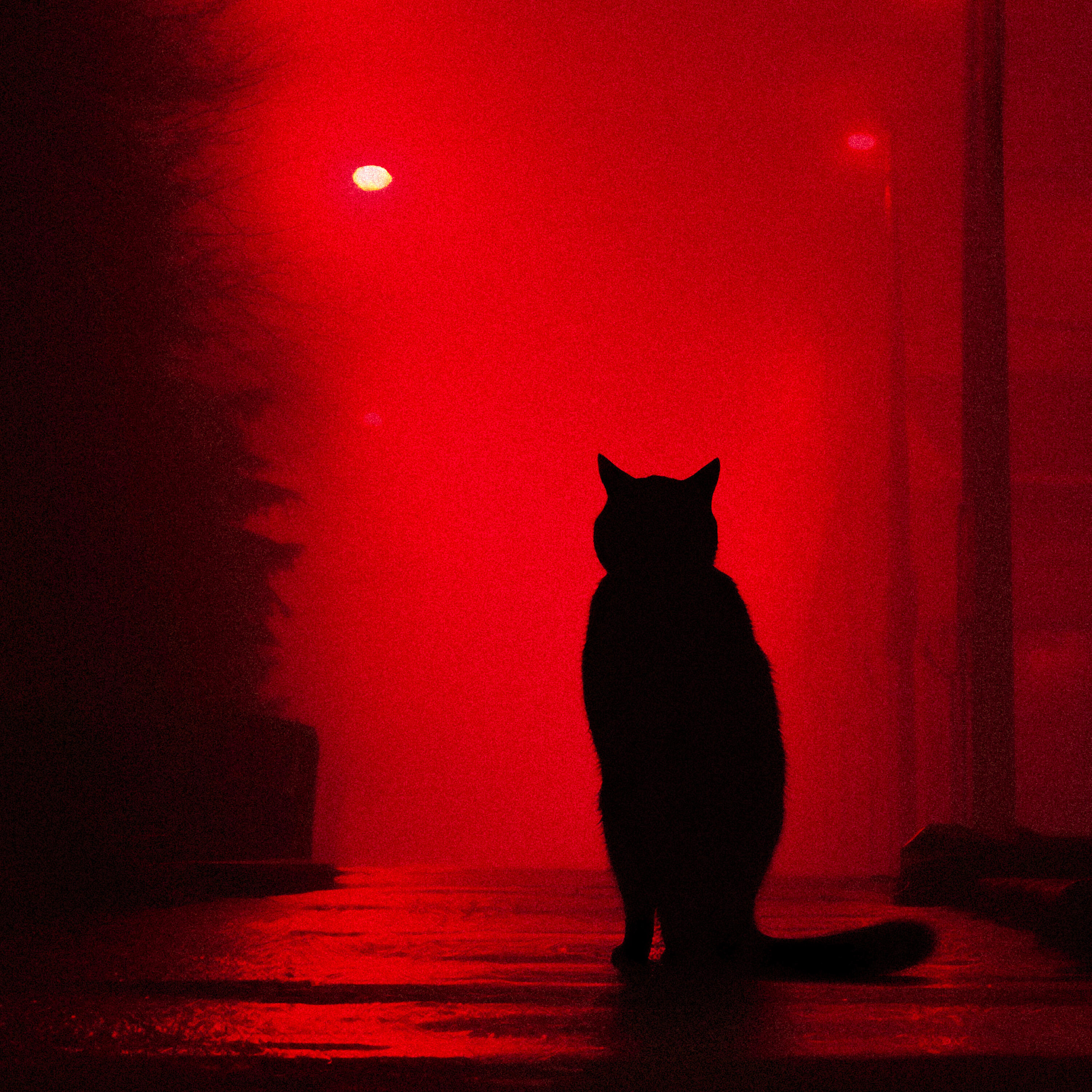 Постер альбома DARK NIGHT
