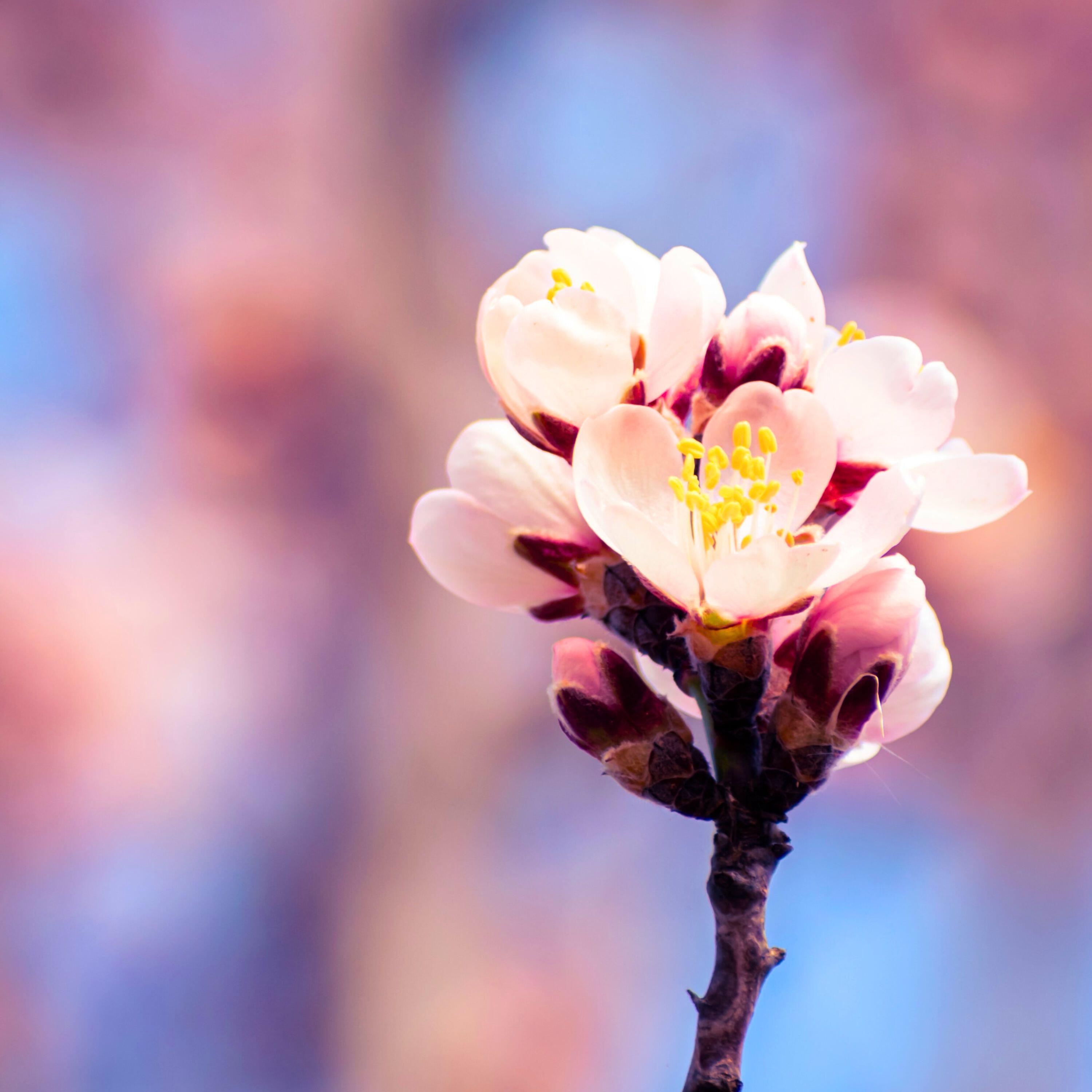 Релиз Springtime Bloom