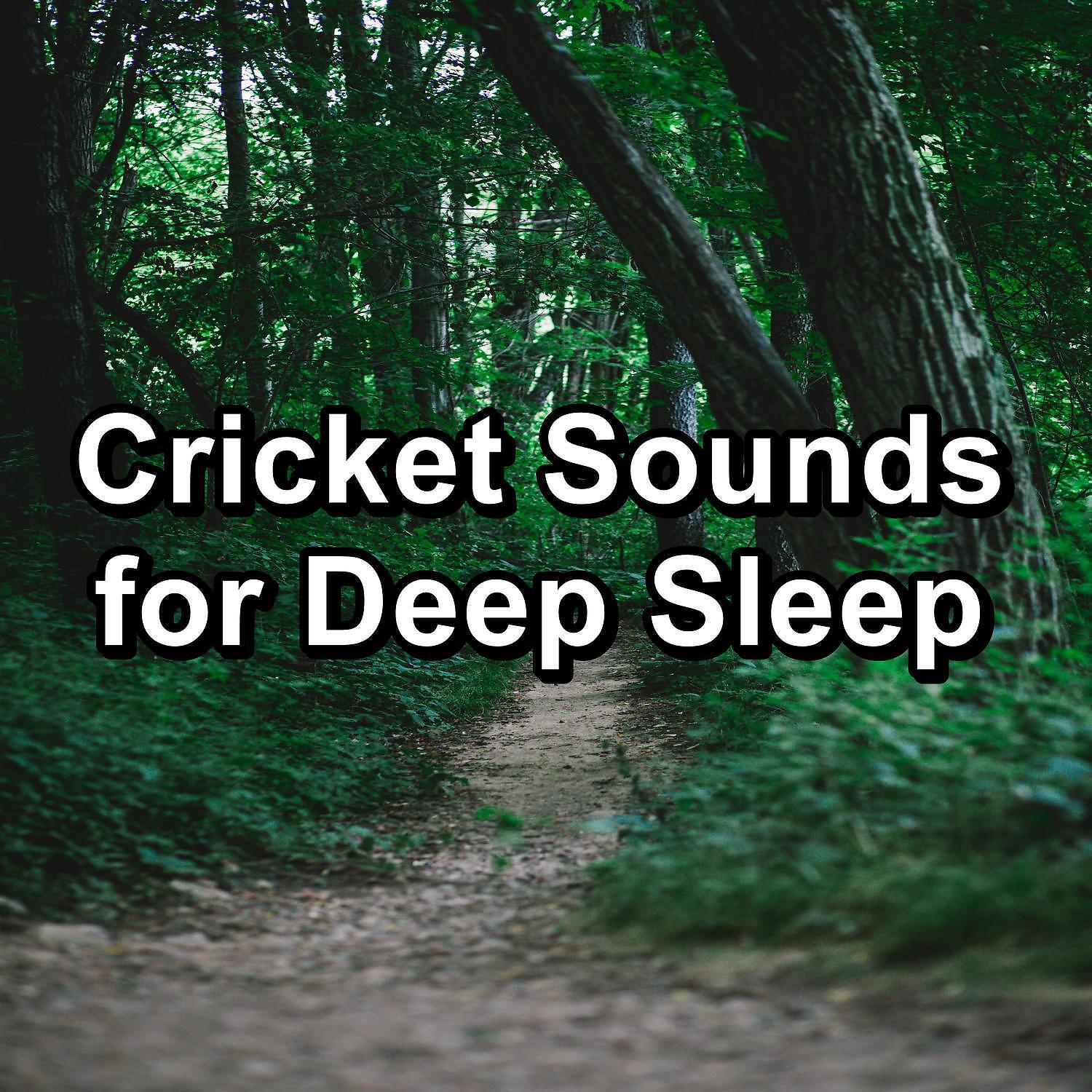 Релиз Cricket Sounds for Deep Sleep
