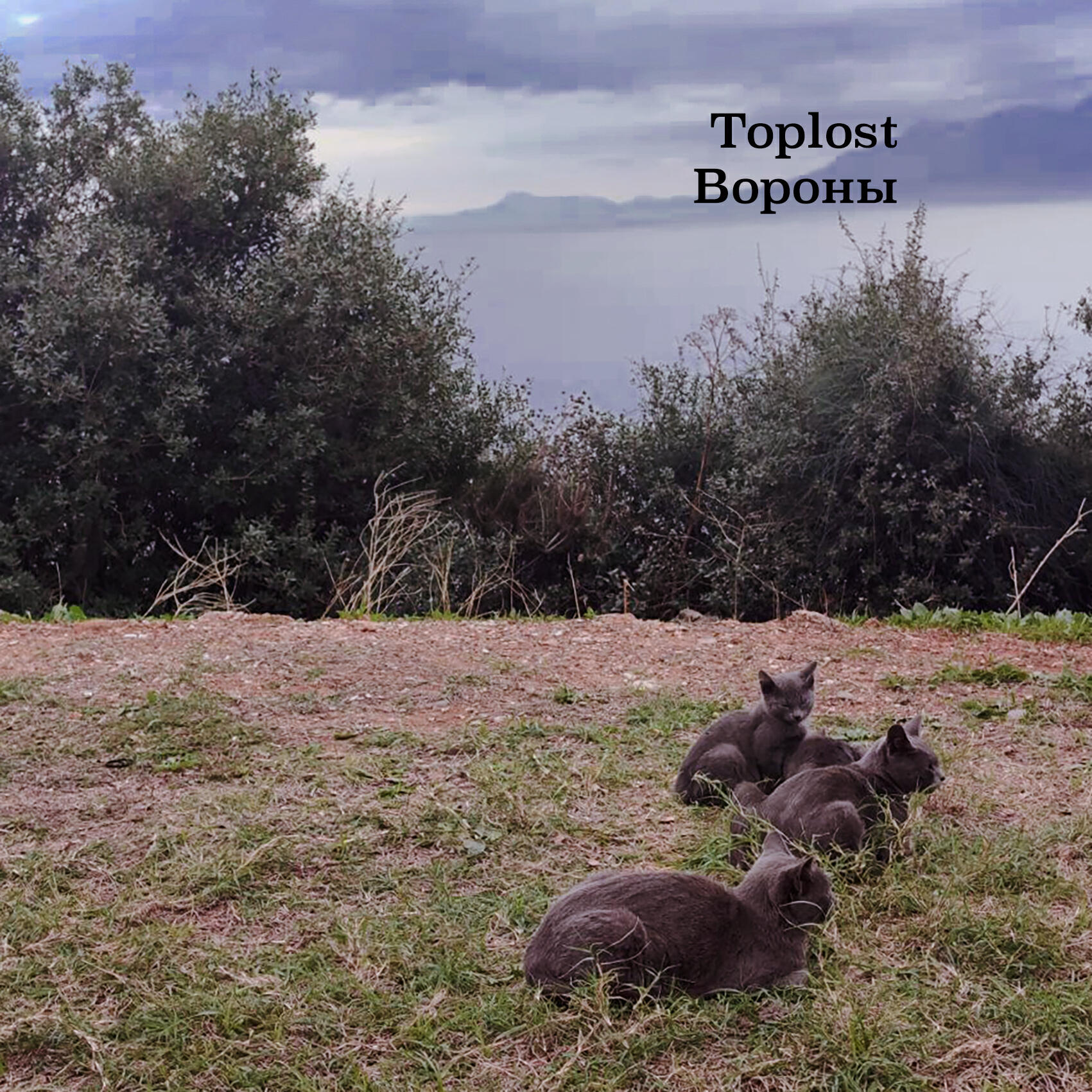 Релиз Вороны