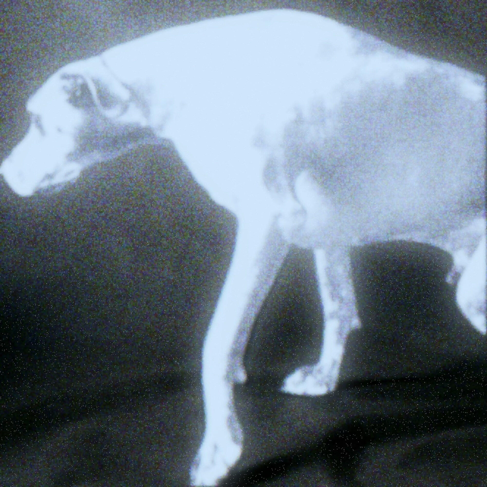 Релиз DOG