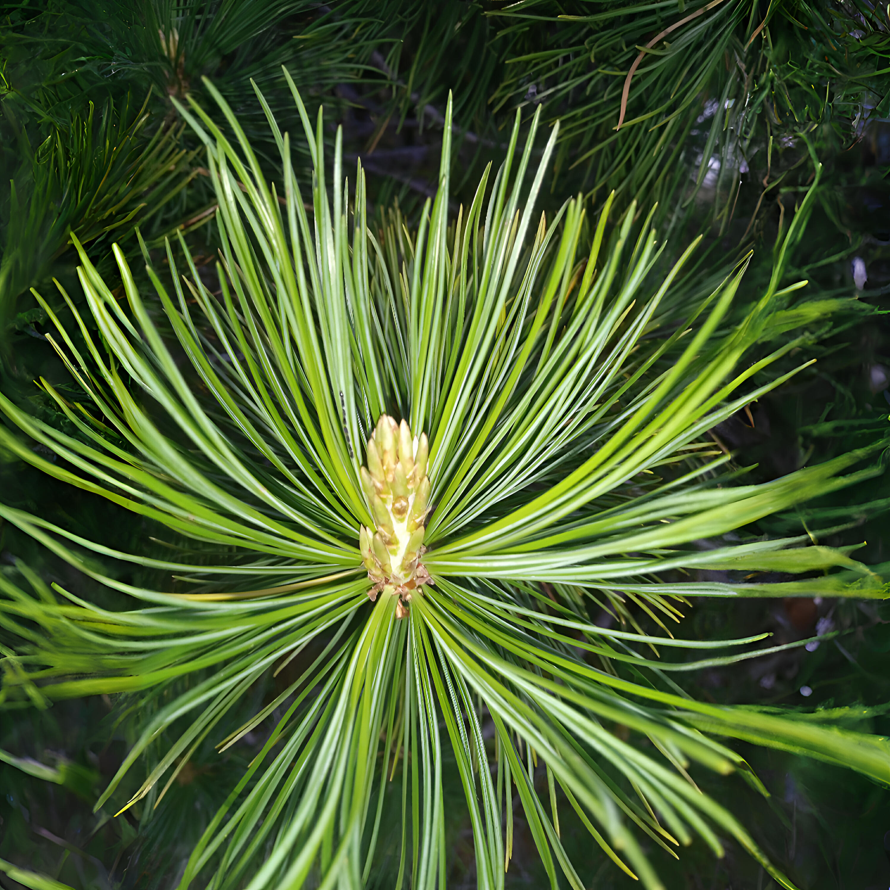 Релиз Уходяшки