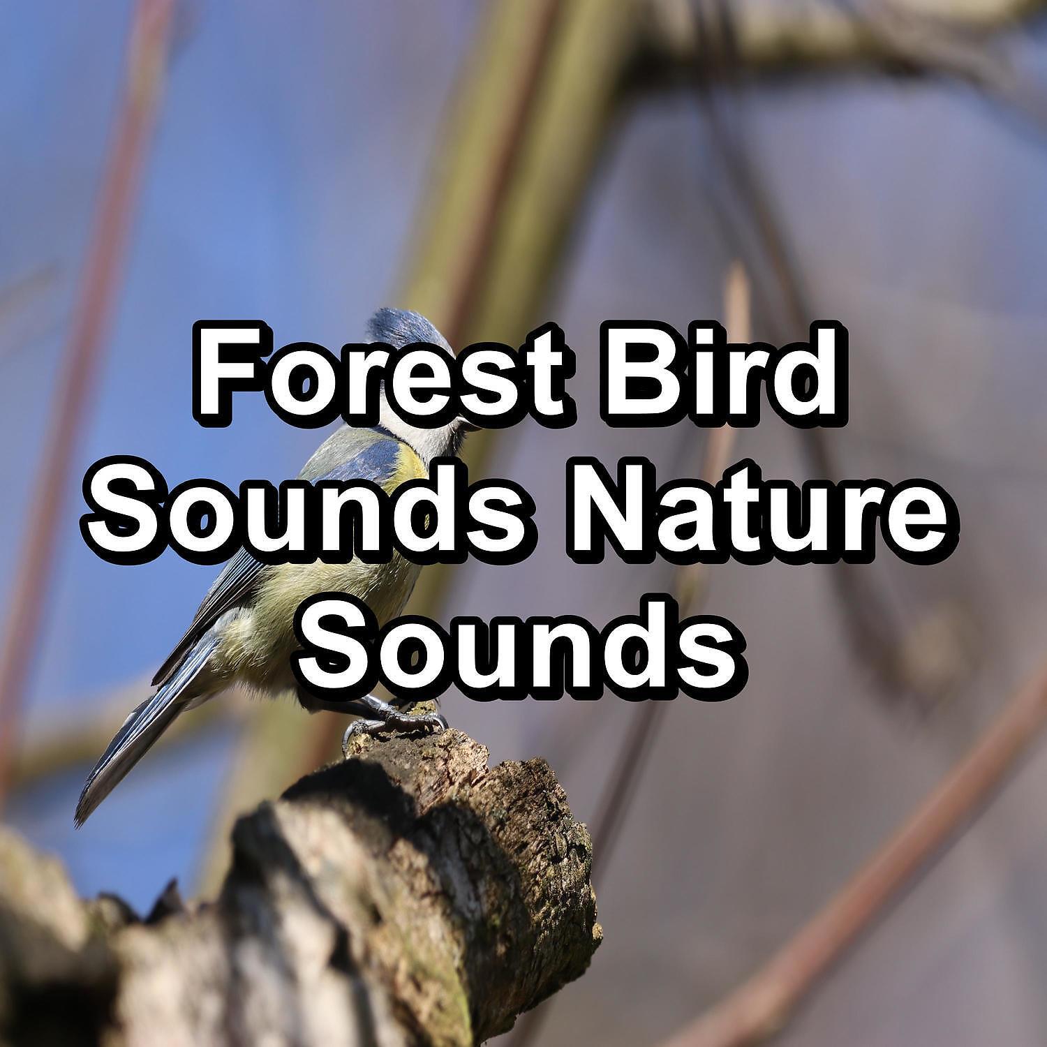 Релиз Forest Bird Sounds Nature Sounds