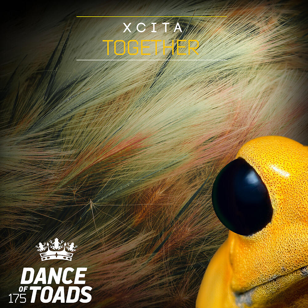 Xcita