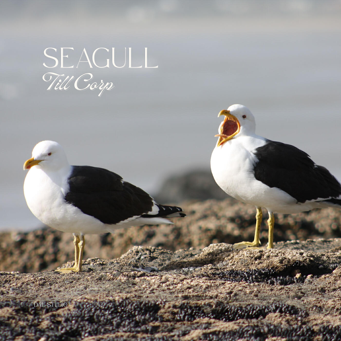 Релиз Seagull