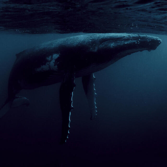 Parley for The Oceans