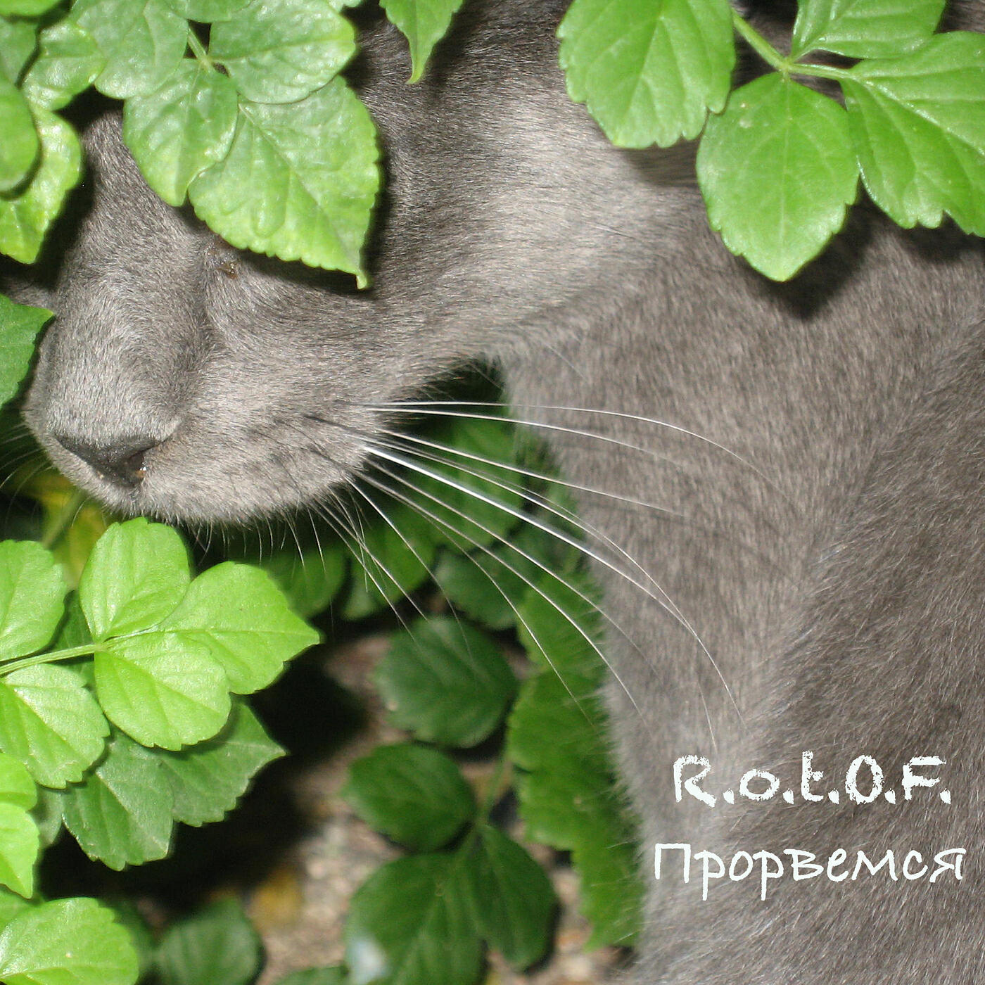 Релиз Пробьемся