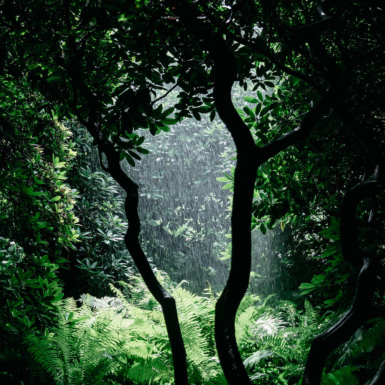 Релиз White Noise Rain Sounds
