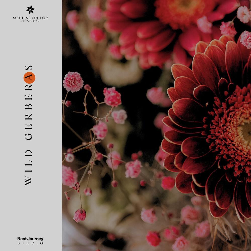 Релиз Wild Gerberas
