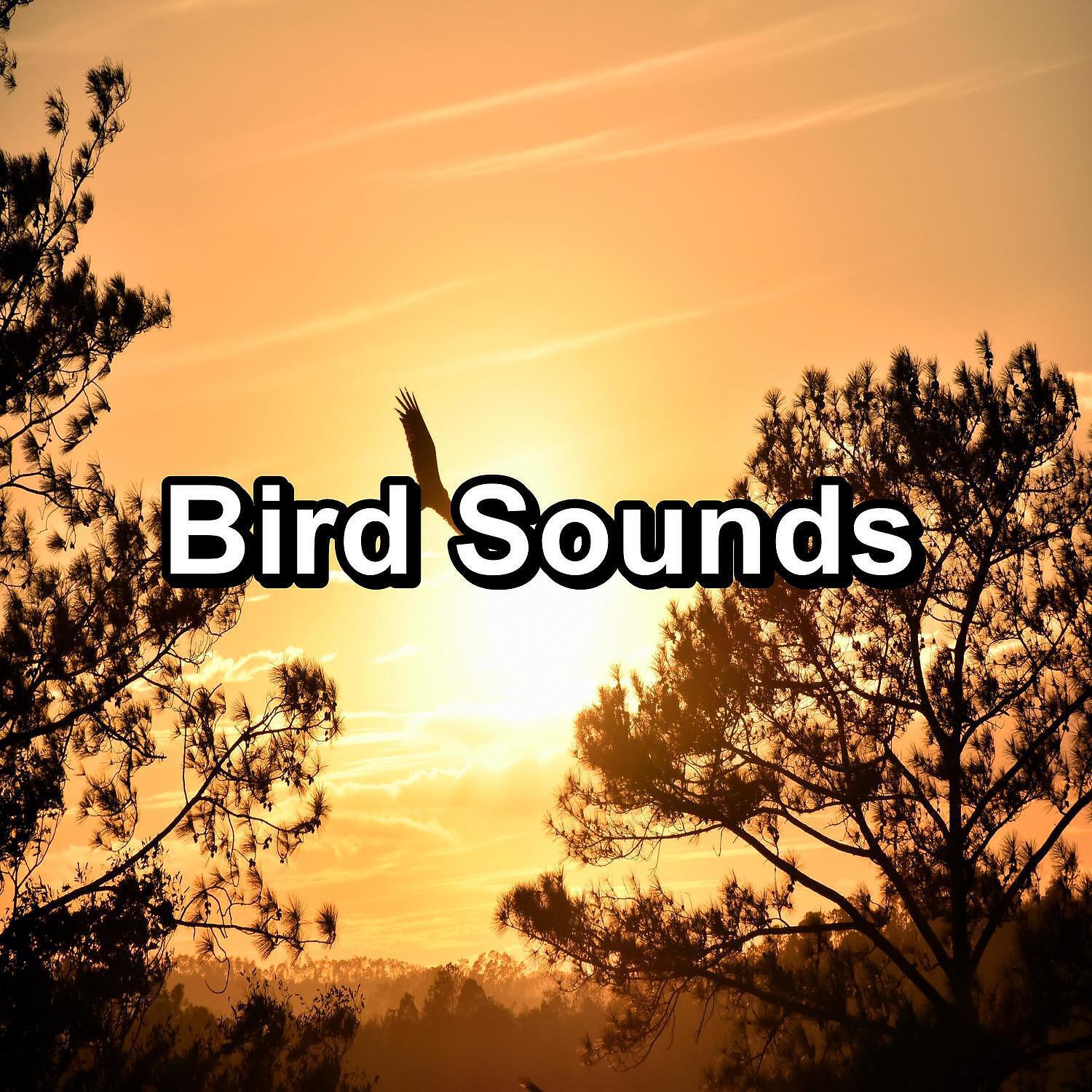 Релиз Bird Sounds