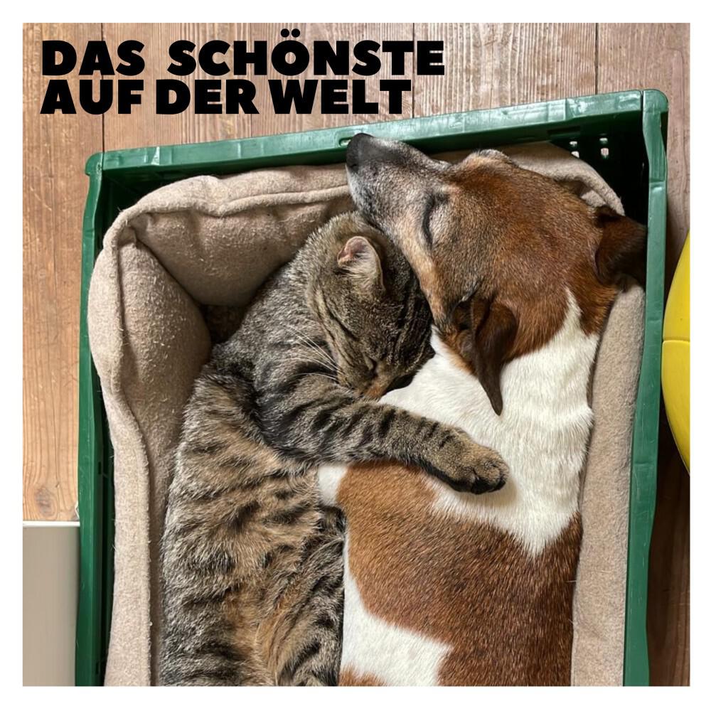Die Nowak