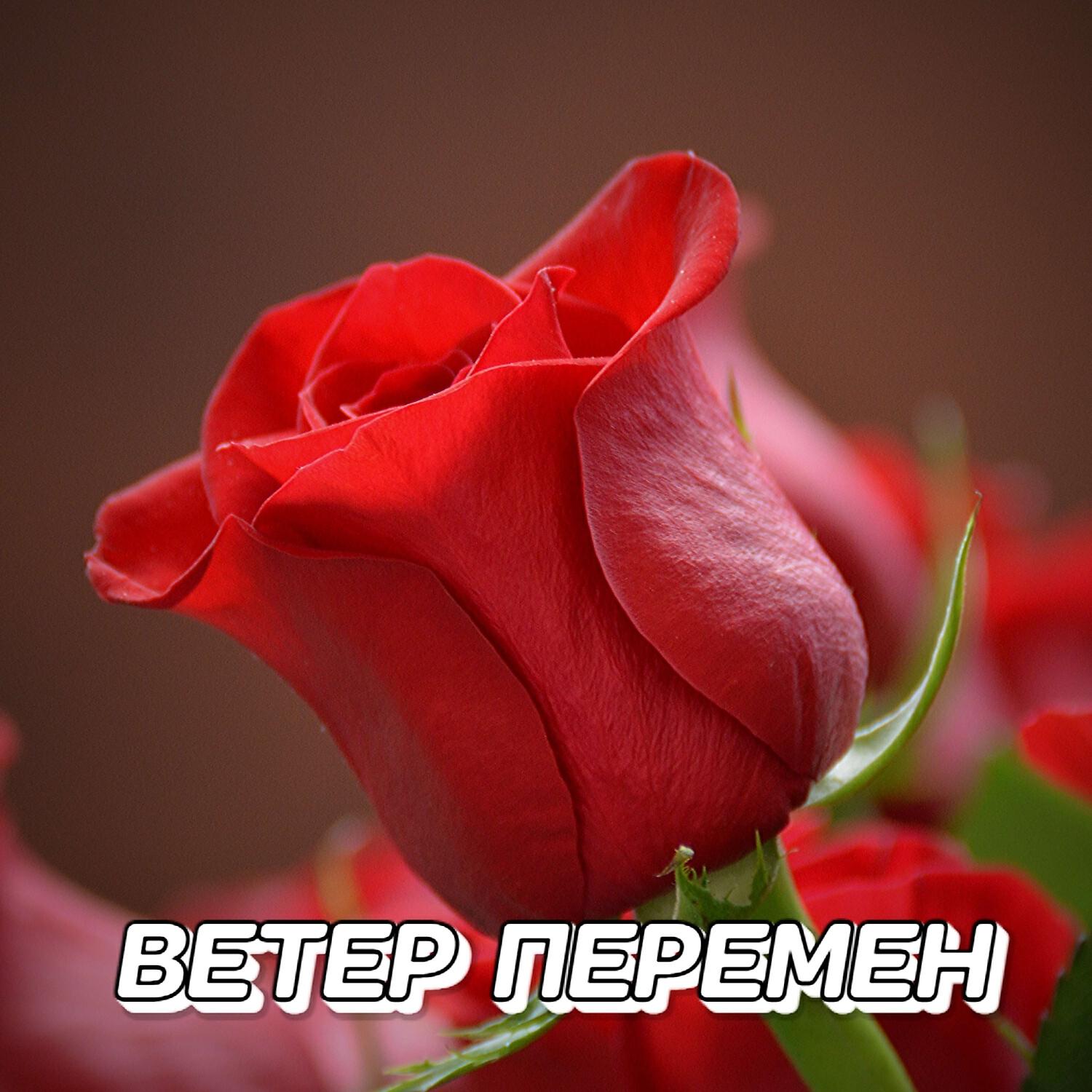 Релиз ВЕТЕР ПЕРЕМЕН