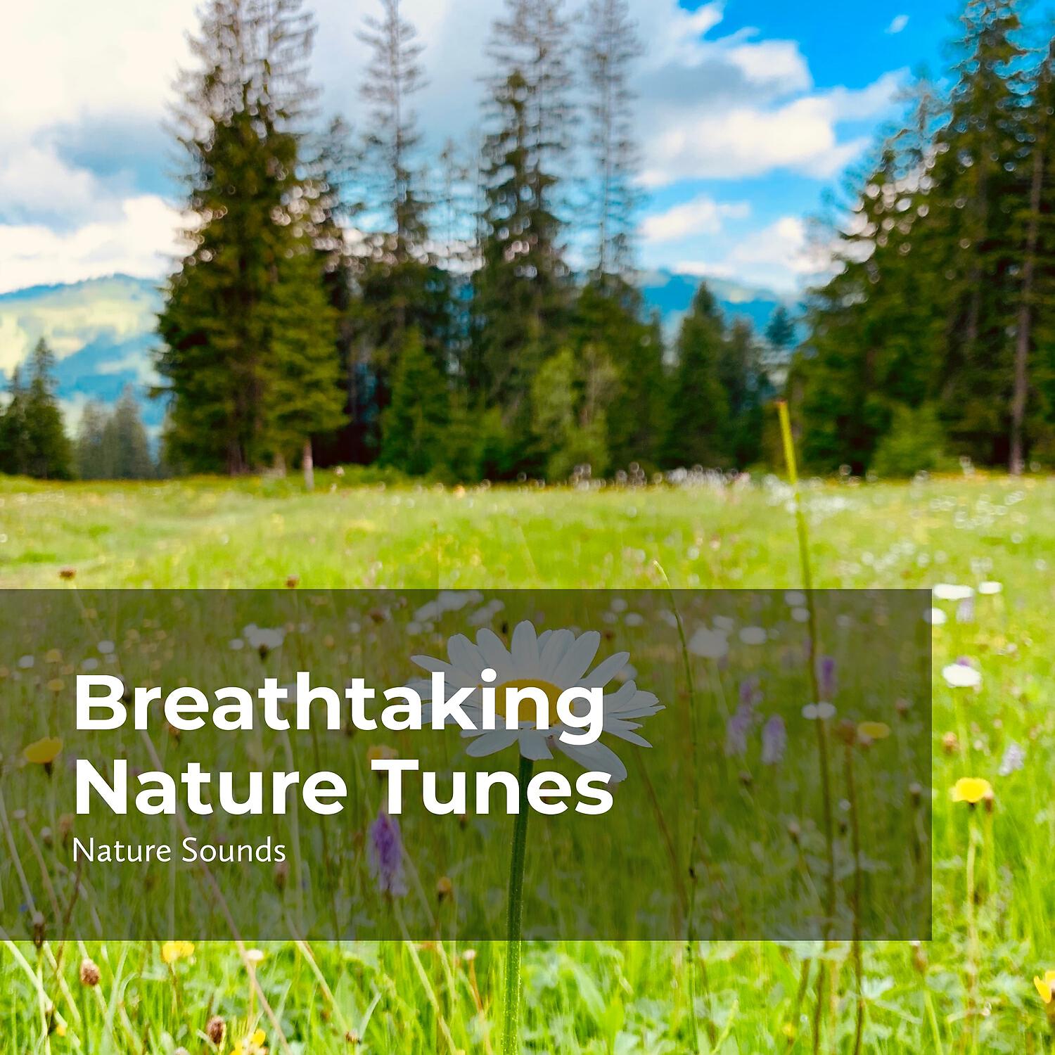 Релиз Breathtaking Nature Tunes