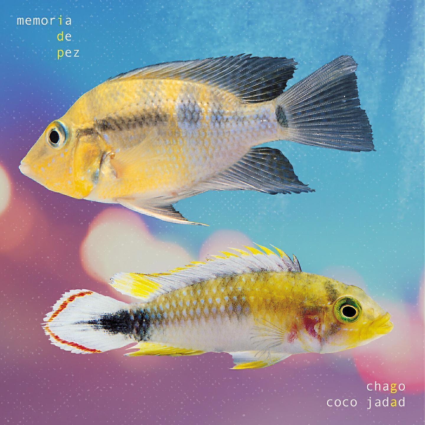 Coco Jadad