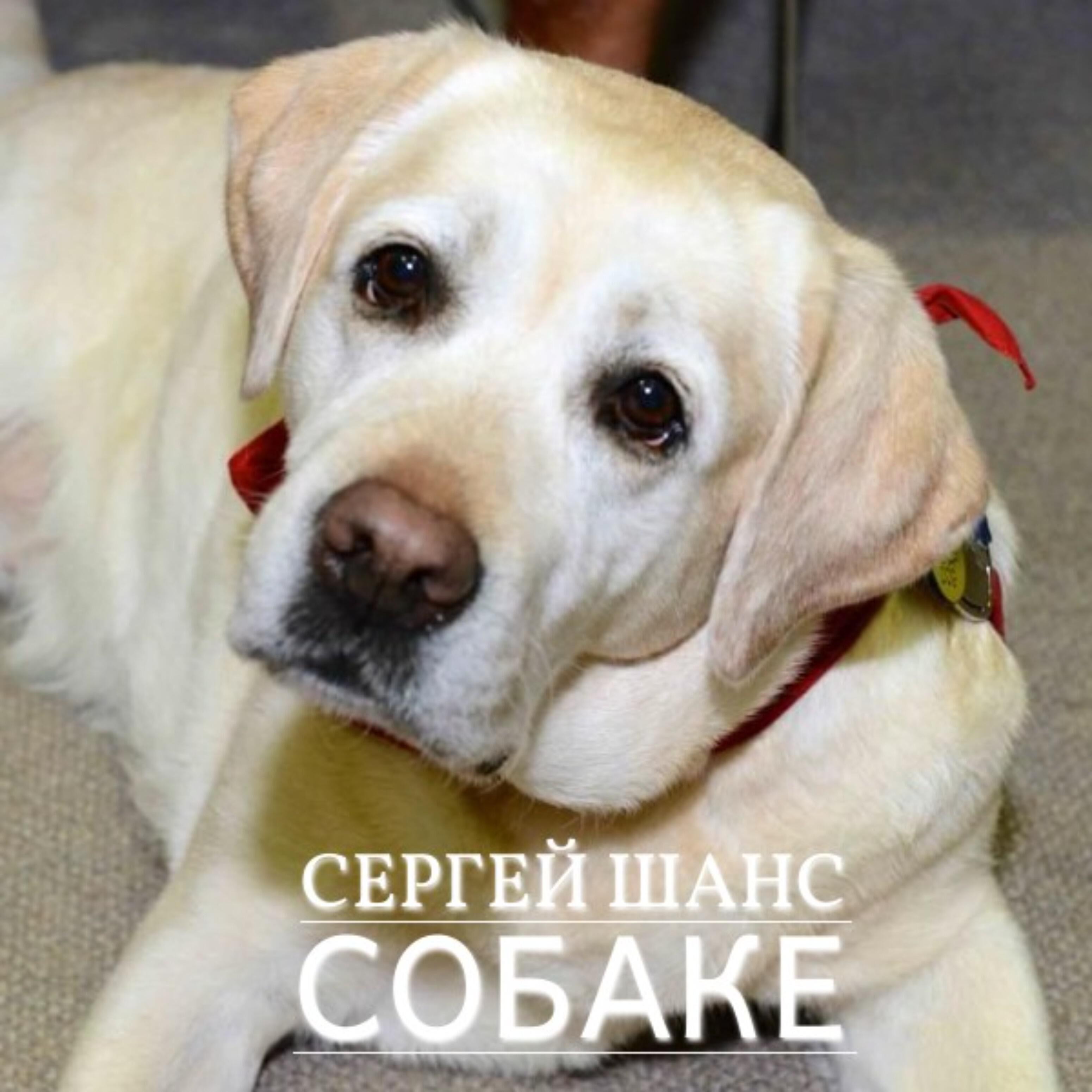 Релиз Собаке
