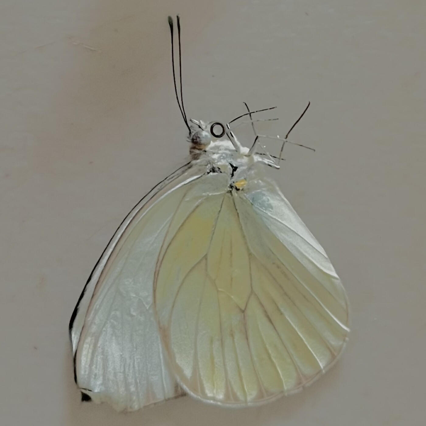 Релиз In Copula
