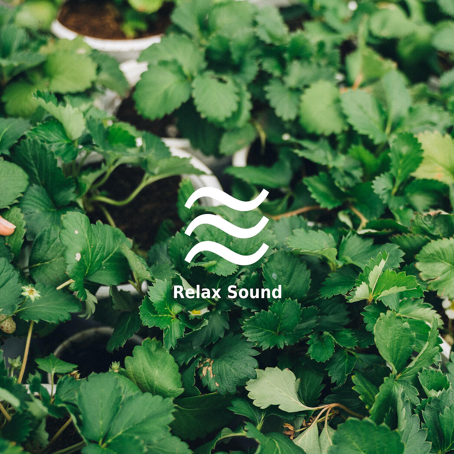 Релиз Fan Sough for Sleep