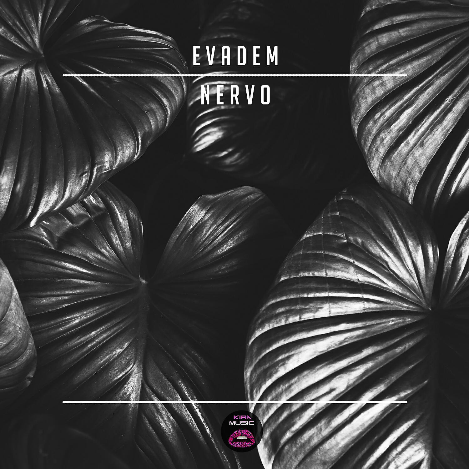 Релиз Nervo