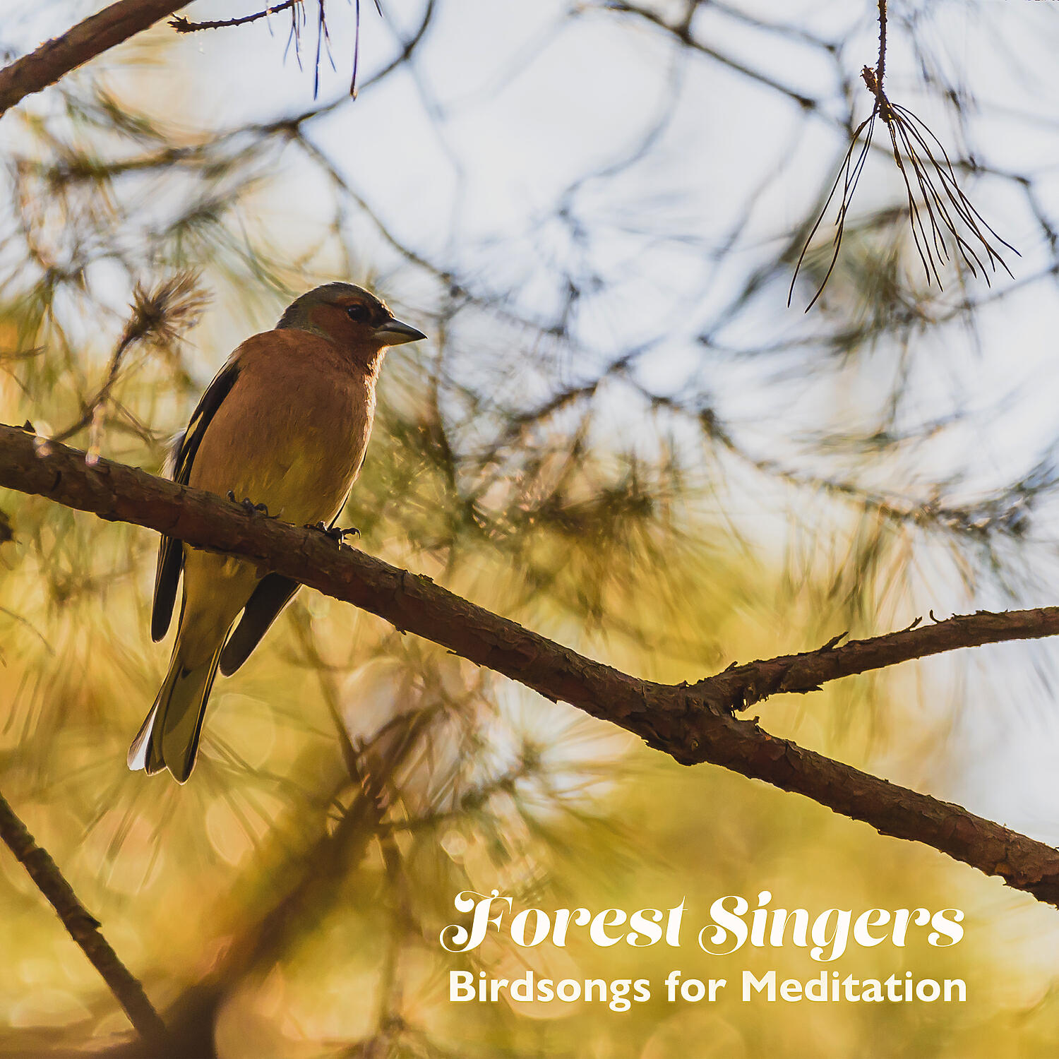 Релиз Forest Singers: Birdsongs for Meditation