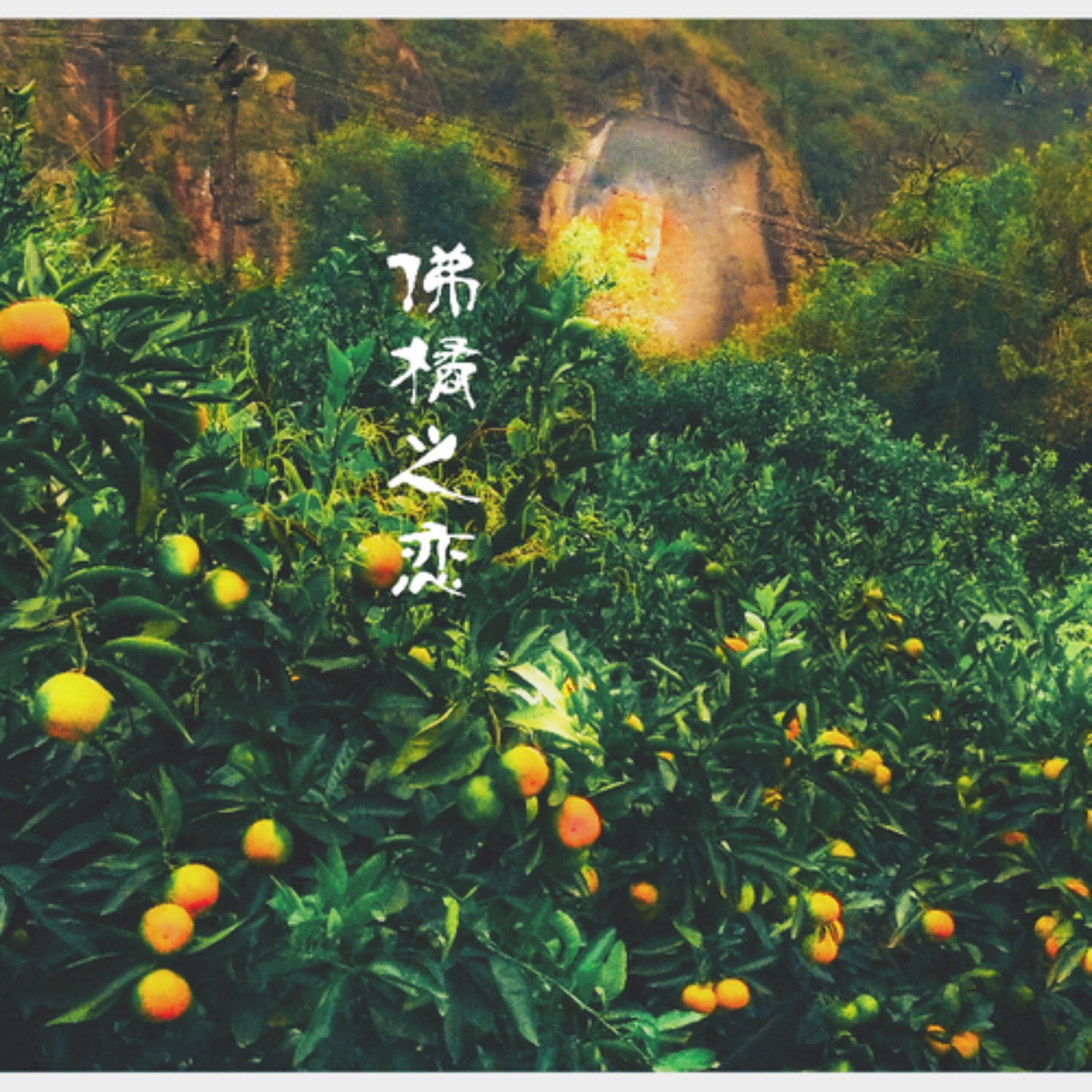 Релиз 佛橘之恋（佛山橘海风景区主题歌）