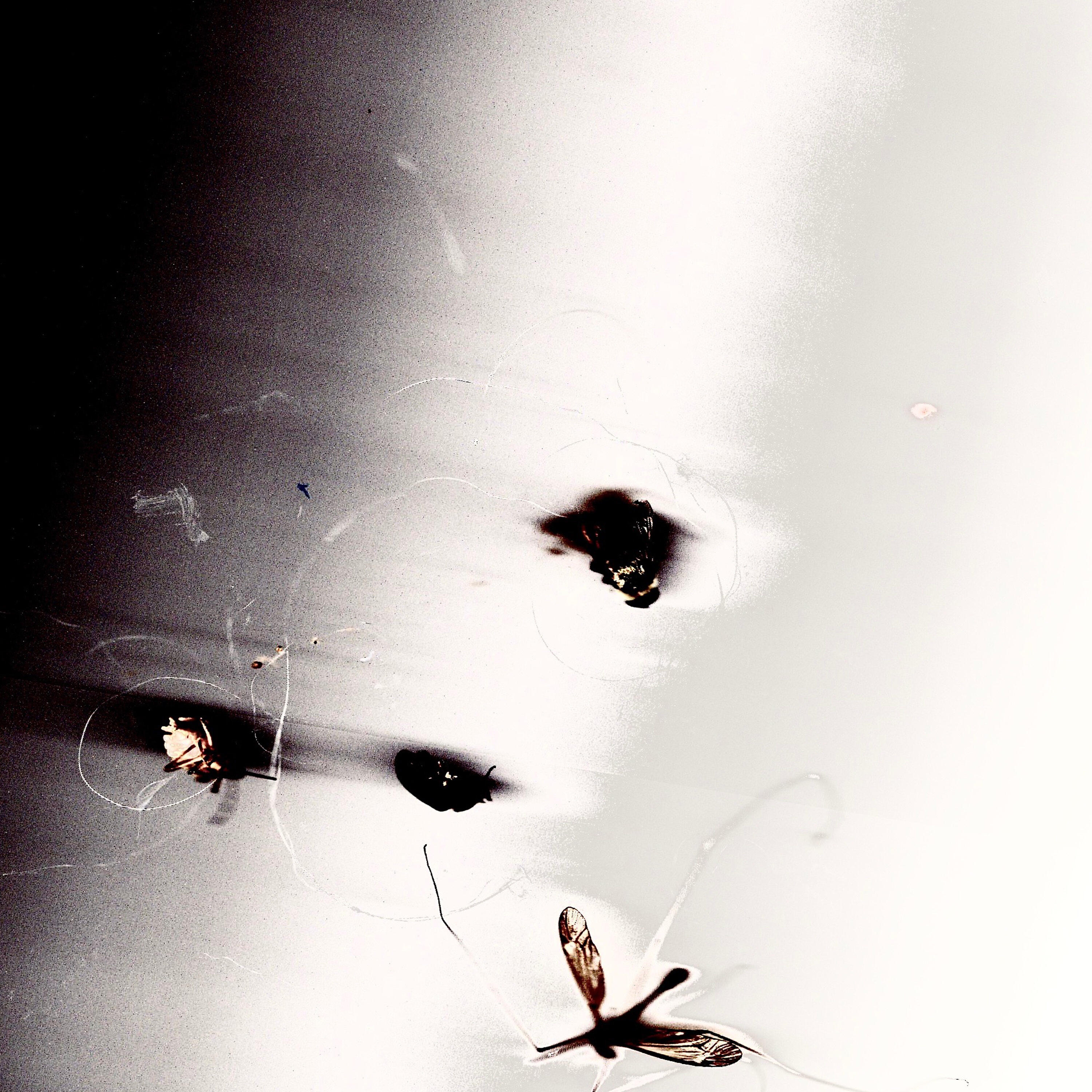 Релиз Bugs