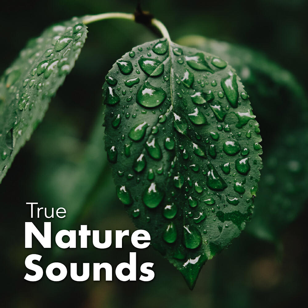 Релиз True Nature Sounds