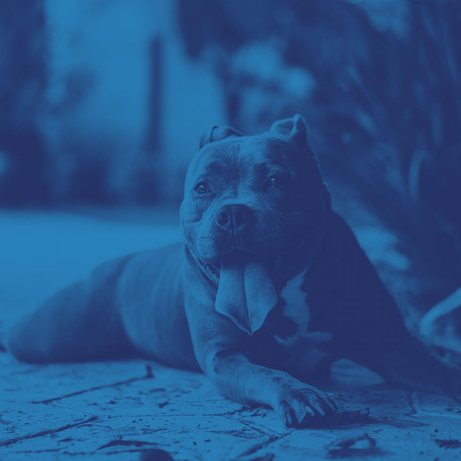 Релиз Feelings for Quiet Dogs