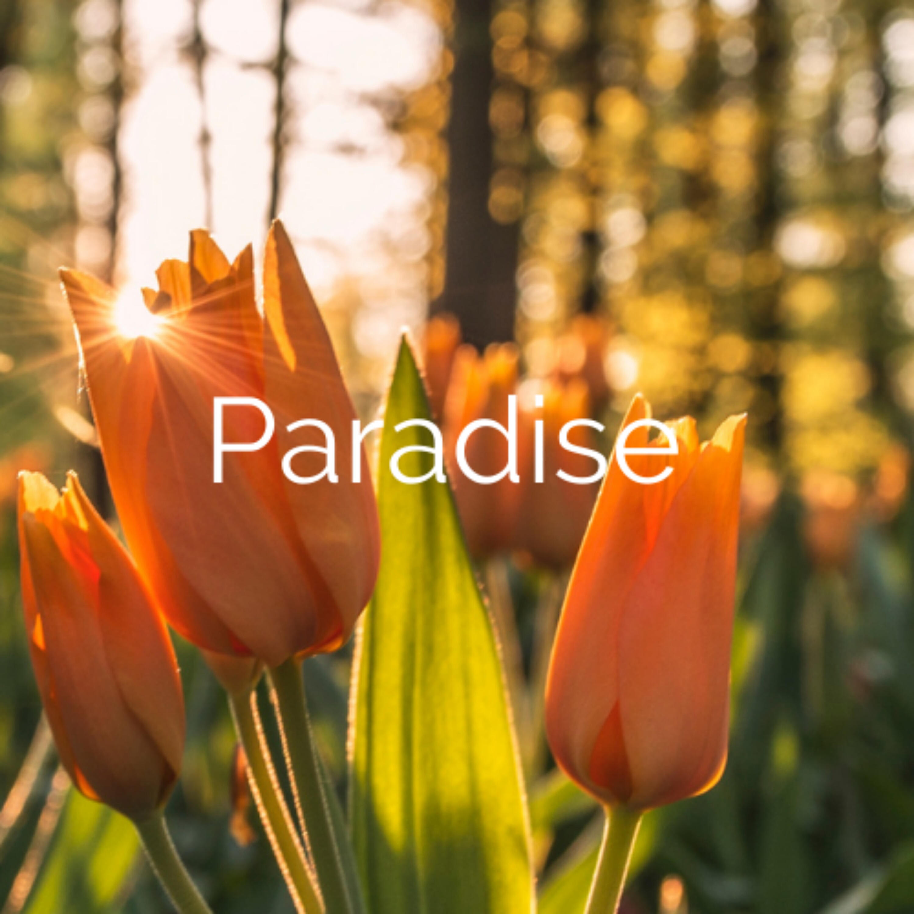 Релиз Paradise