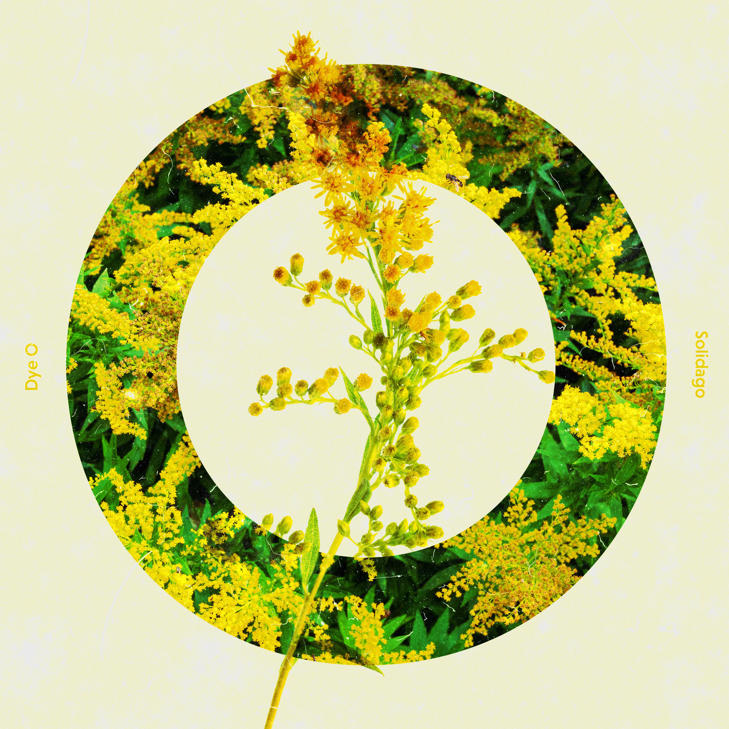 Релиз Solidago