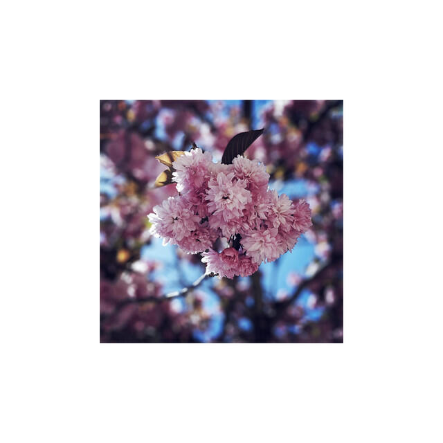 Релиз blossom
