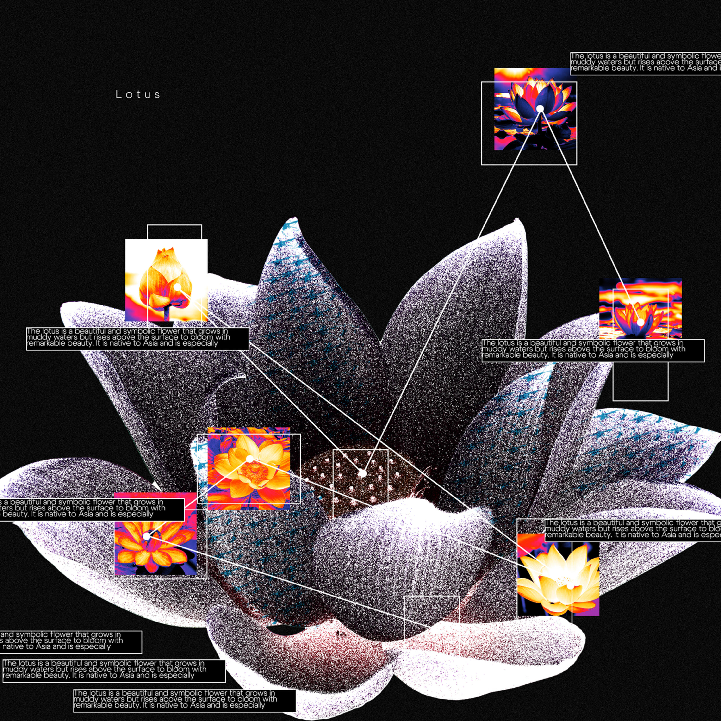 Релиз LOTUS