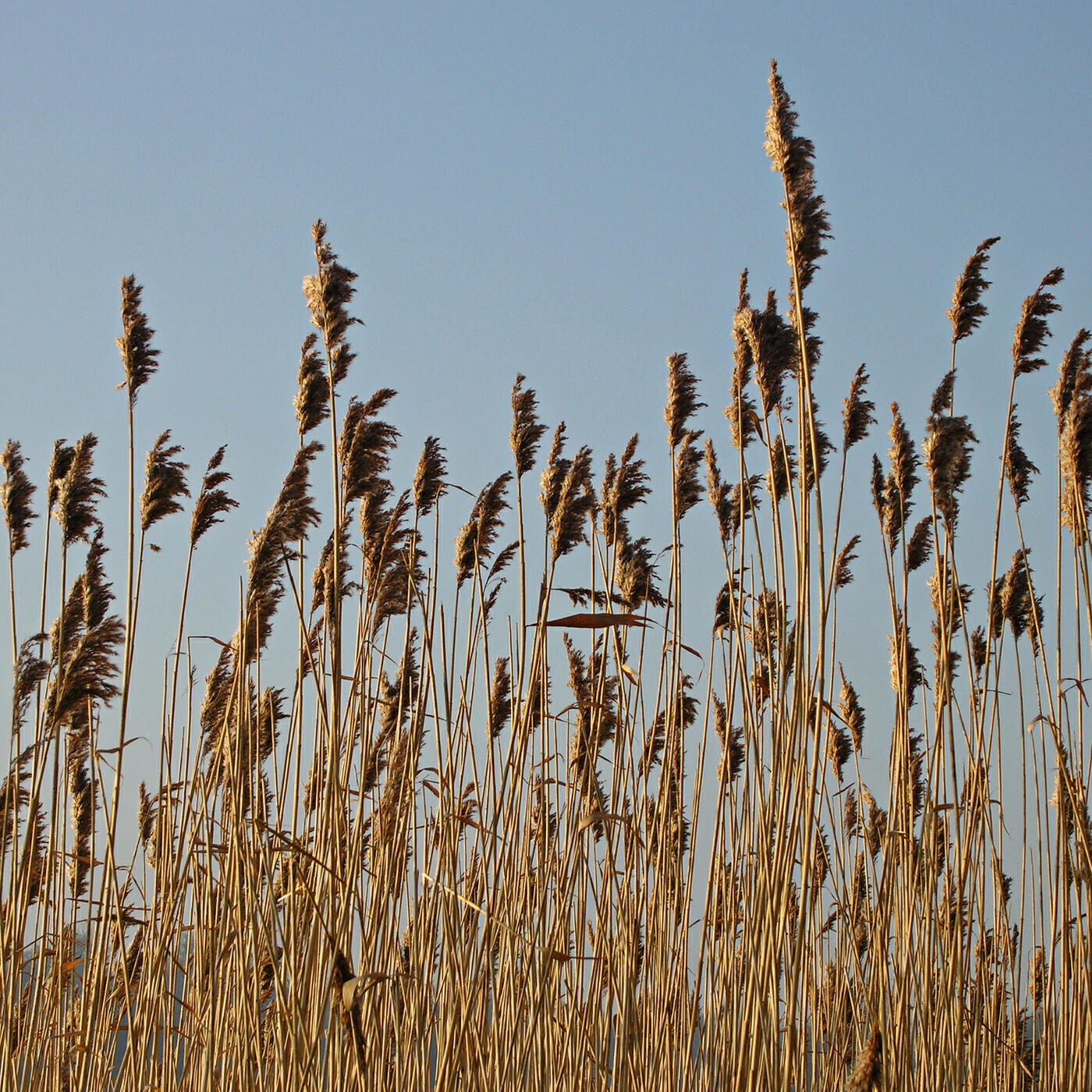 Релиз Whispers in the Wind