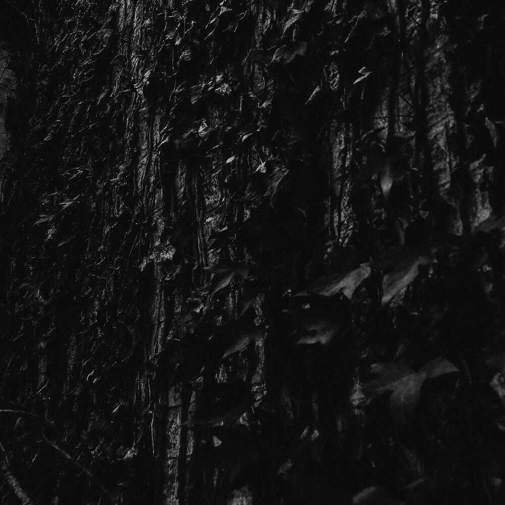 Релиз The Ivy